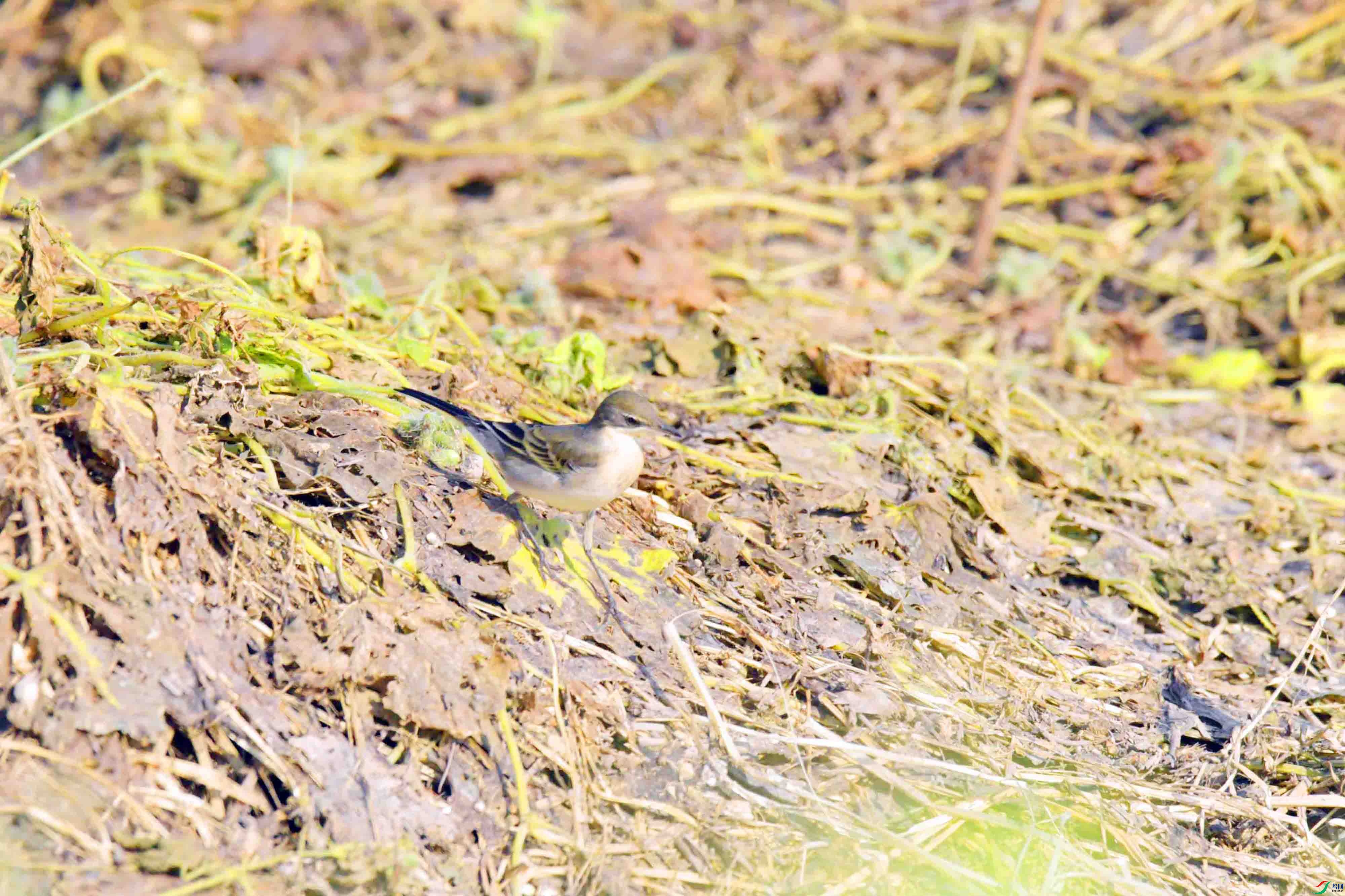 DSC_9534.JPG