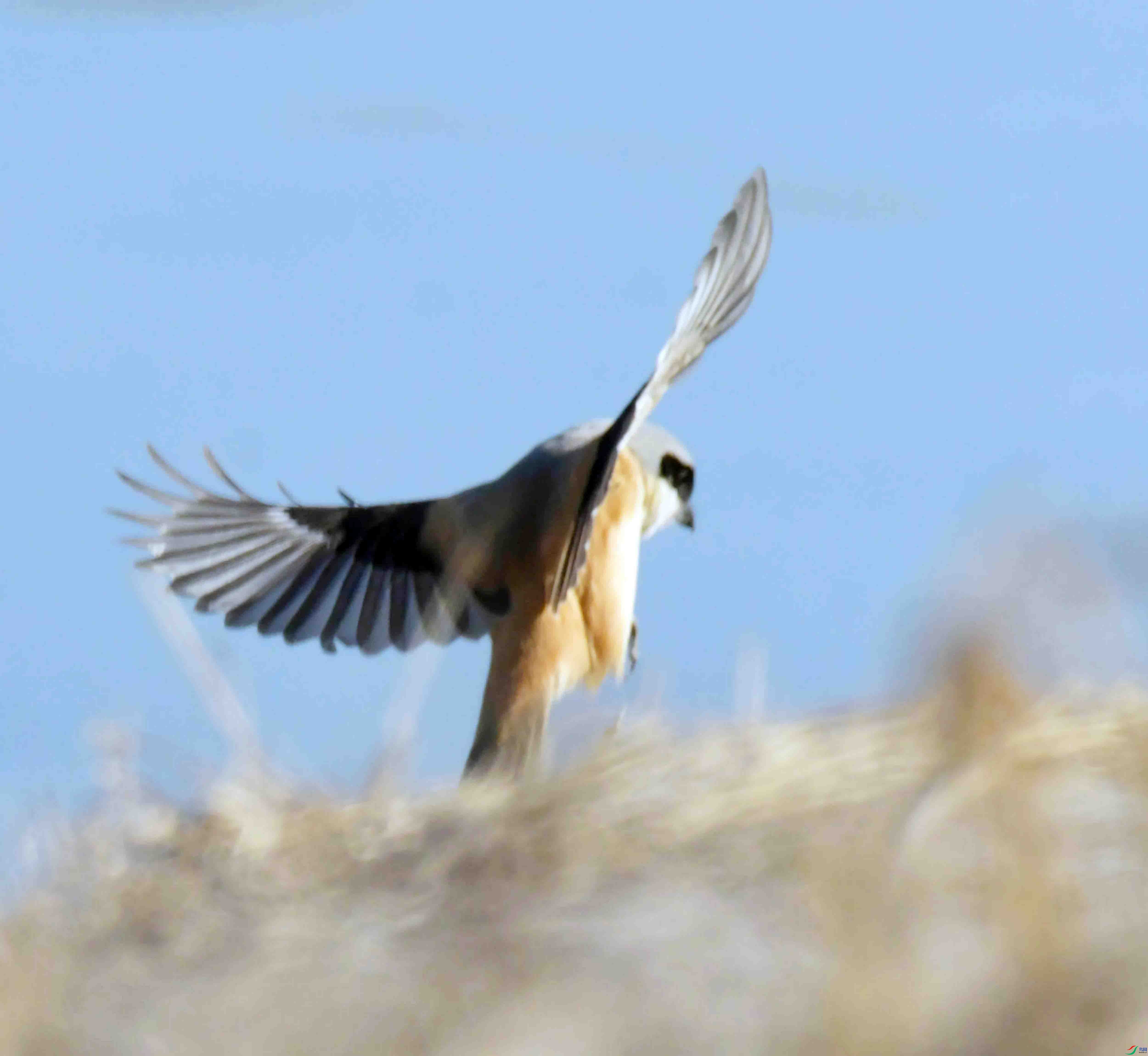 DSC_2398.JPG
