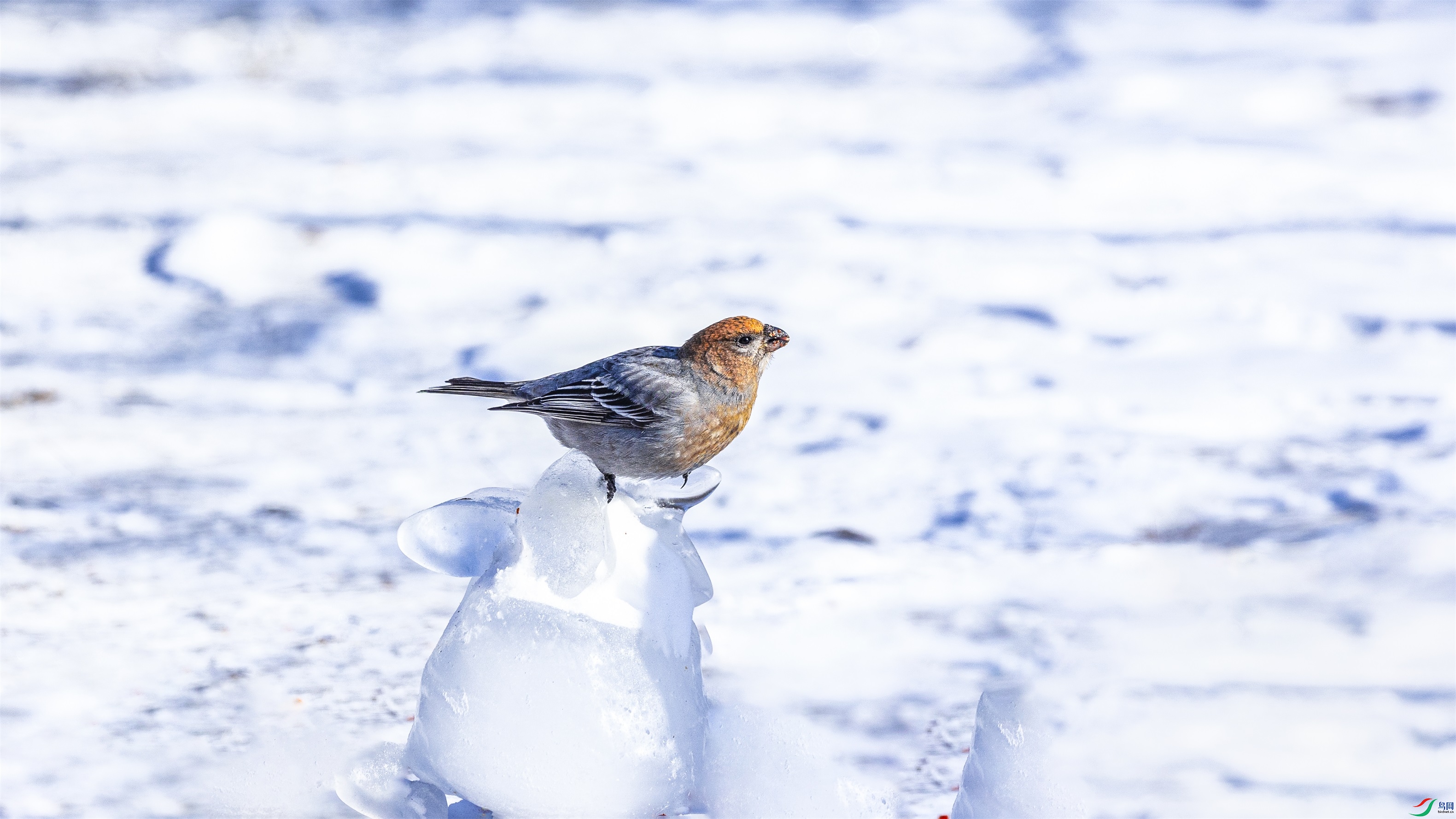 1K3A3050 ����1.jpg