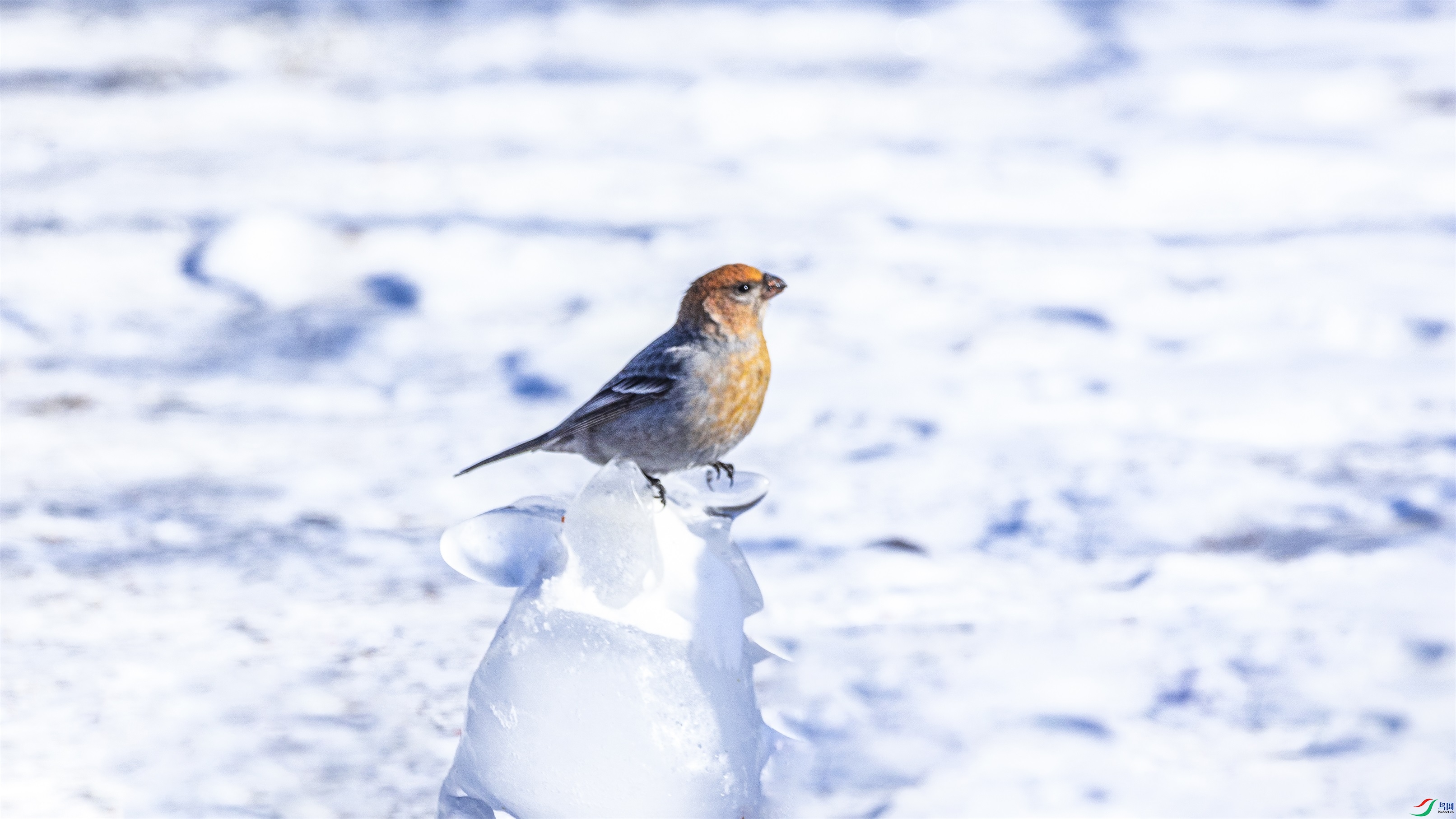 1K3A3048 ����1.jpg