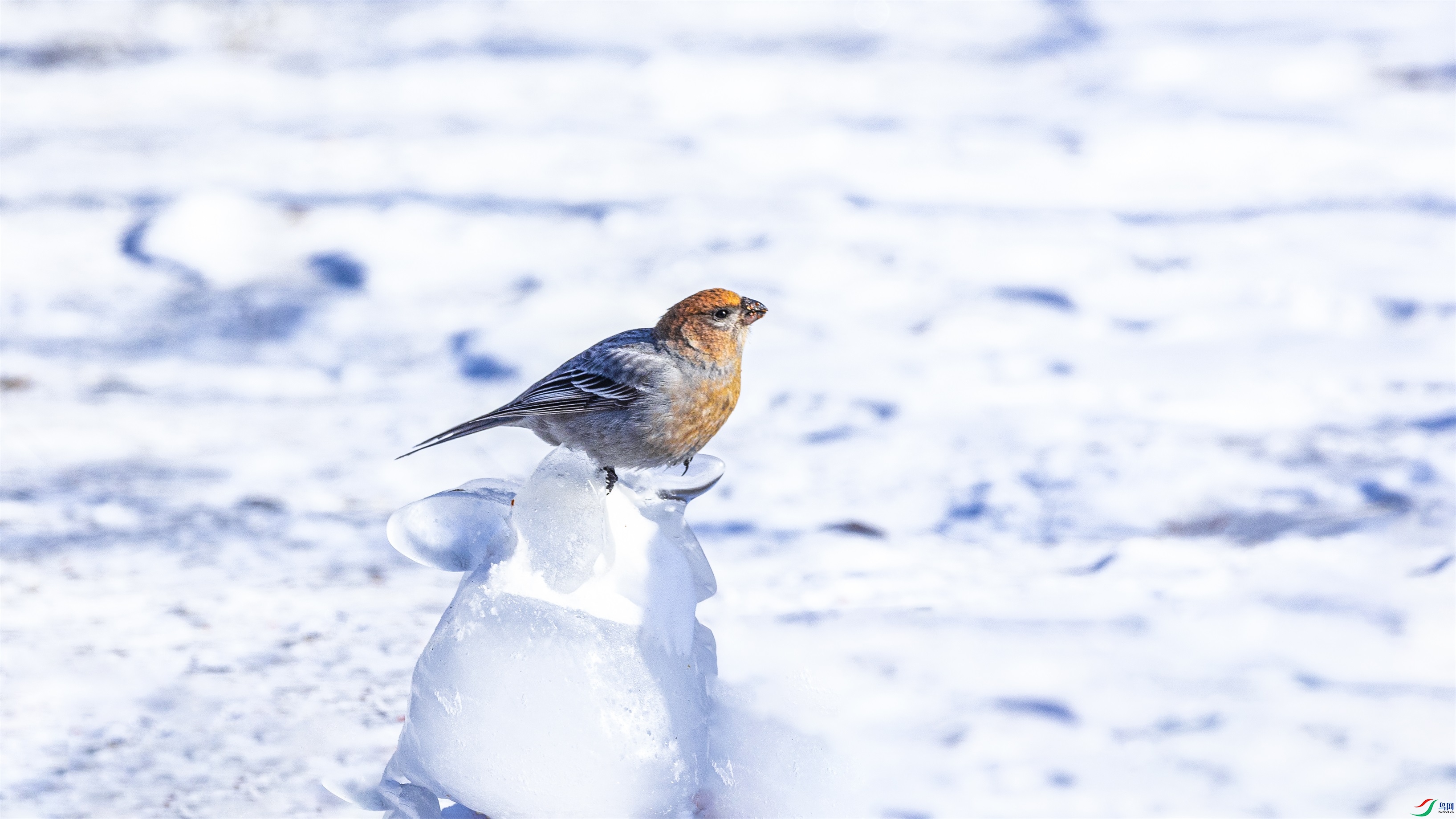 1K3A3049 ����1.jpg