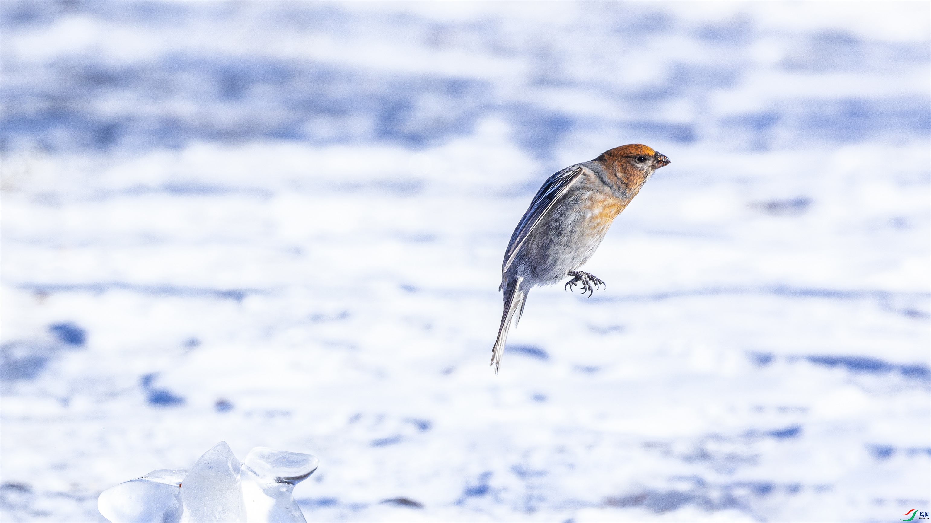 1K3A3054 ����1.jpg