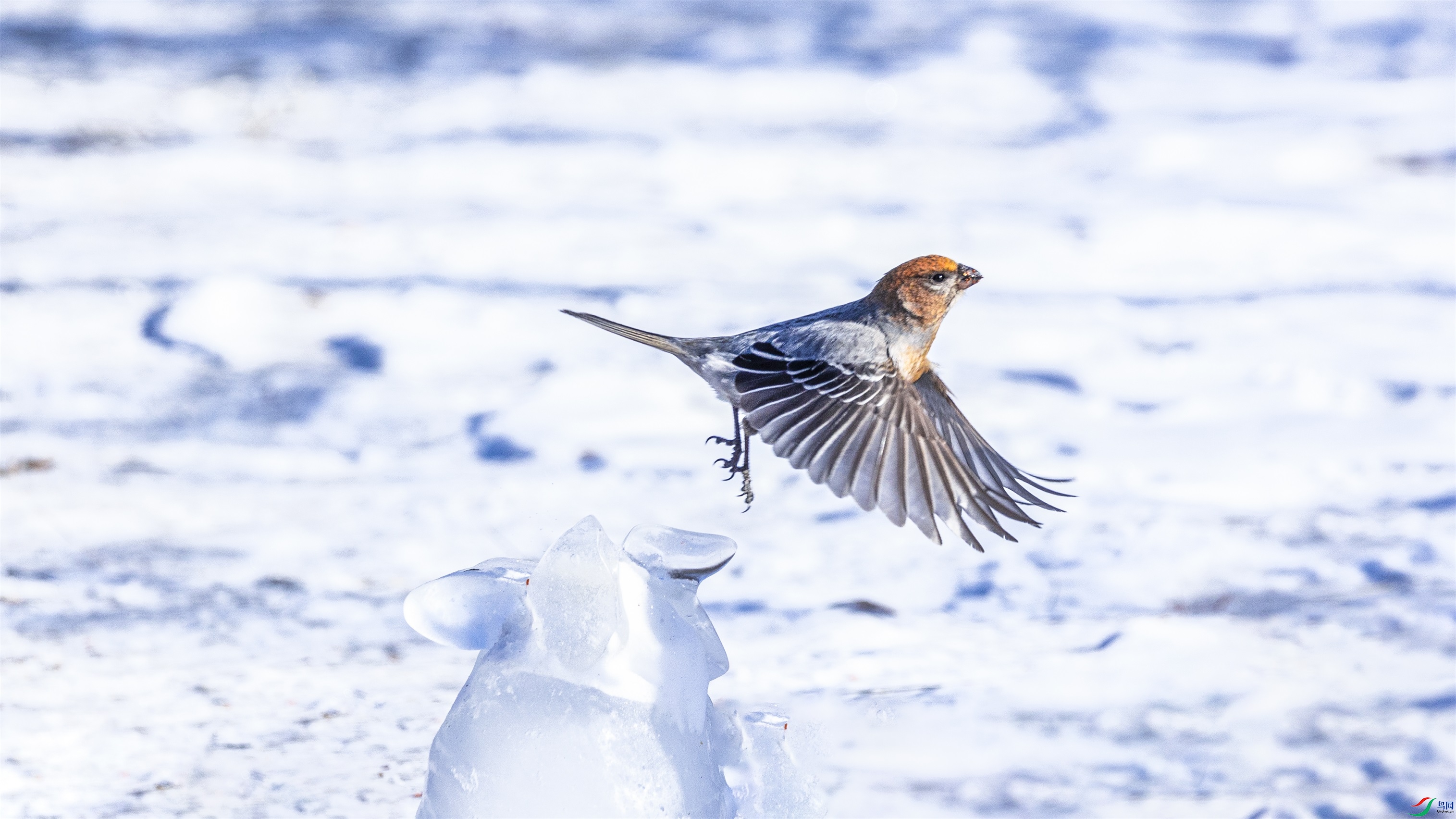 1K3A3052 ����1.jpg