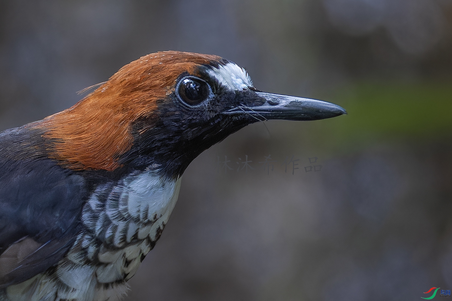 _97A3495-CR3 copy.jpg