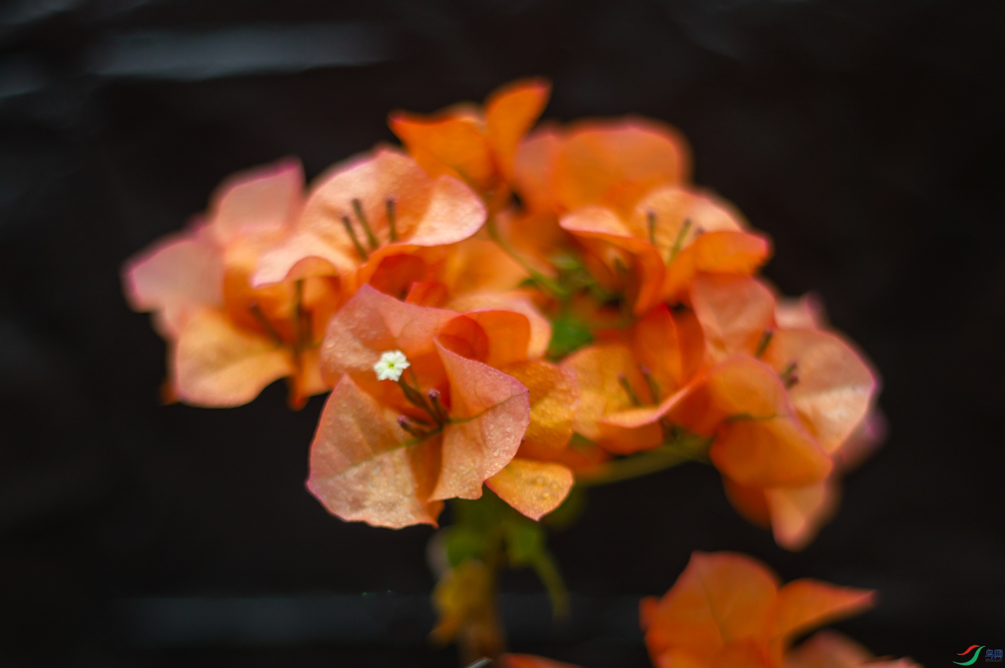 L1000819.jpg