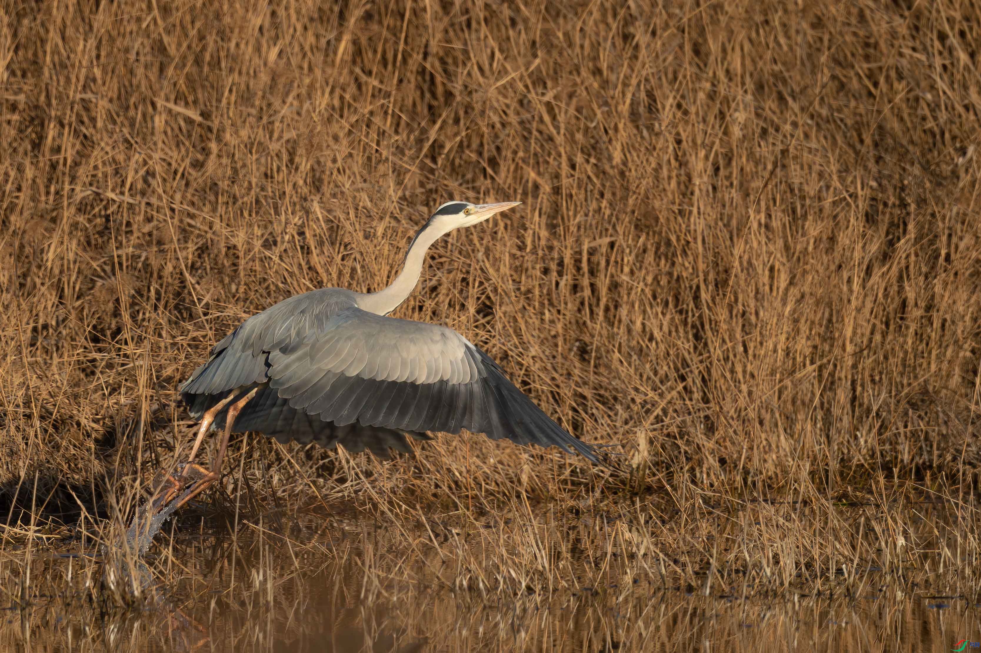 sen2016 12-23-16-�༭-2.jpg