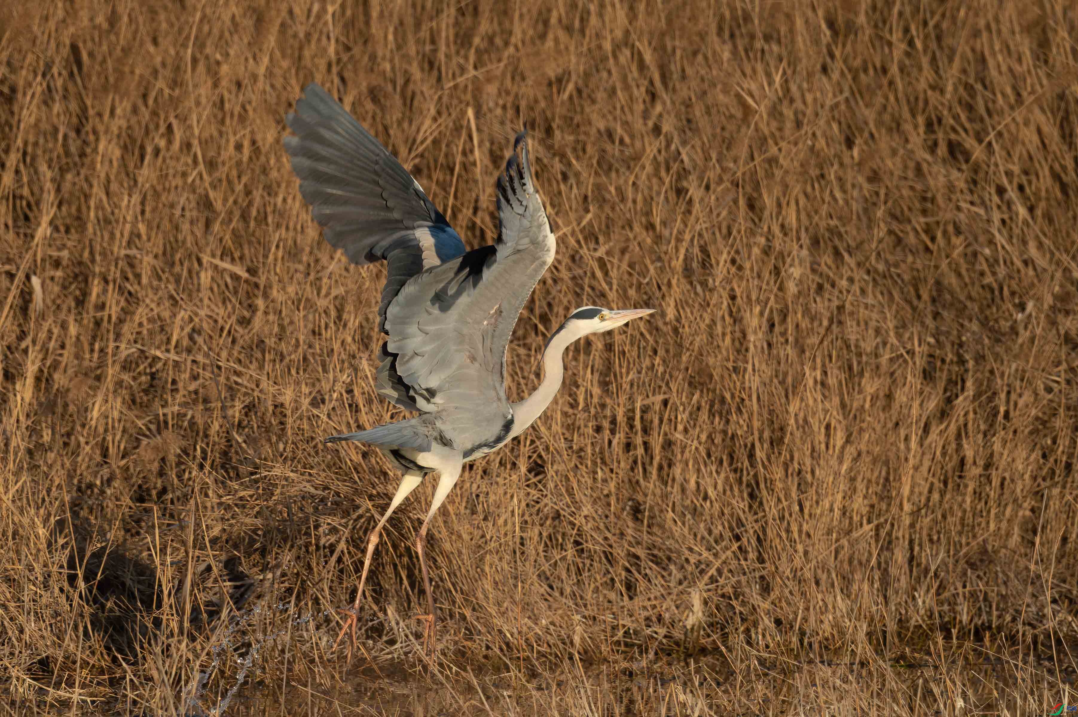 sen2016 12-23-17-�༭-2.jpg