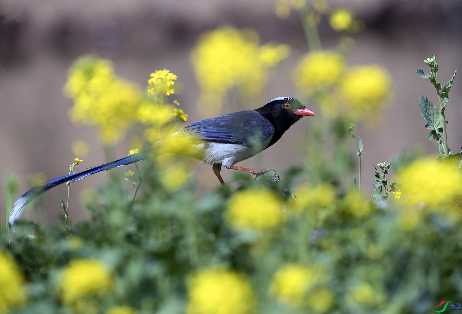 ������ȵ (16) ����.jpg