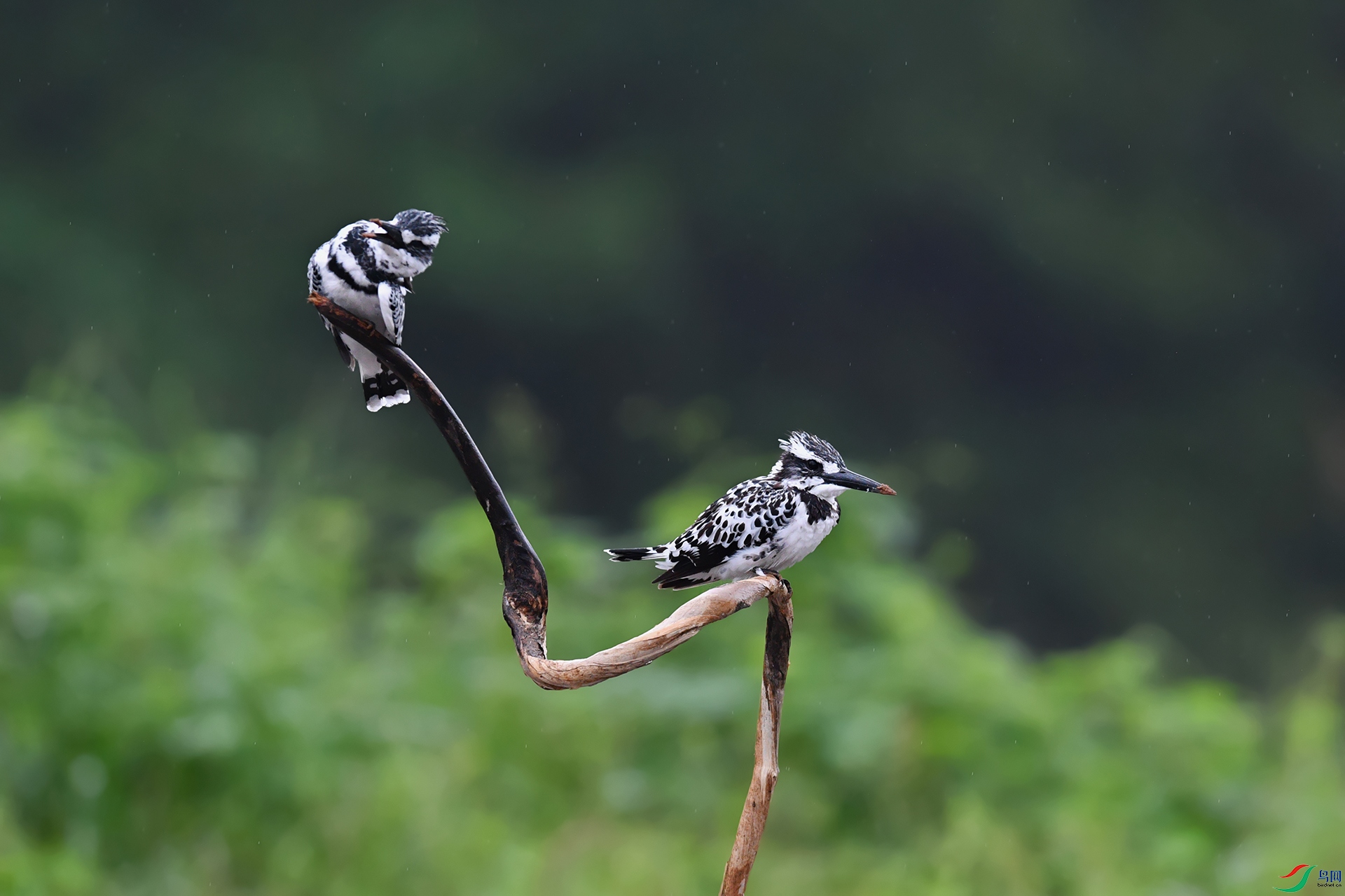 DSC_3108_DxOa.jpg