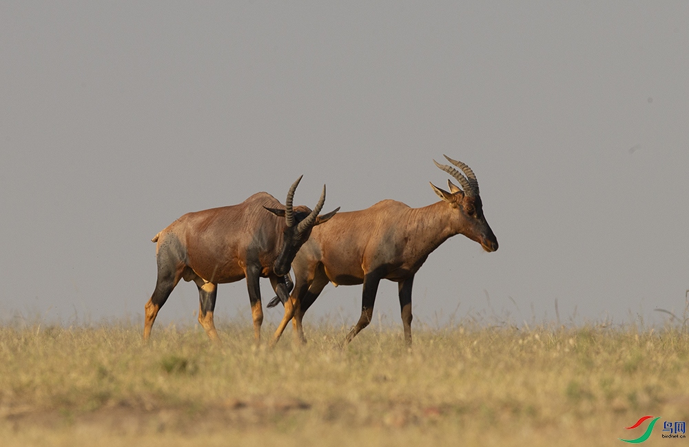 ���� (13).jpg