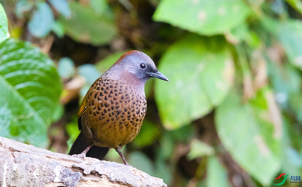 ��ͷ���� (2).jpg