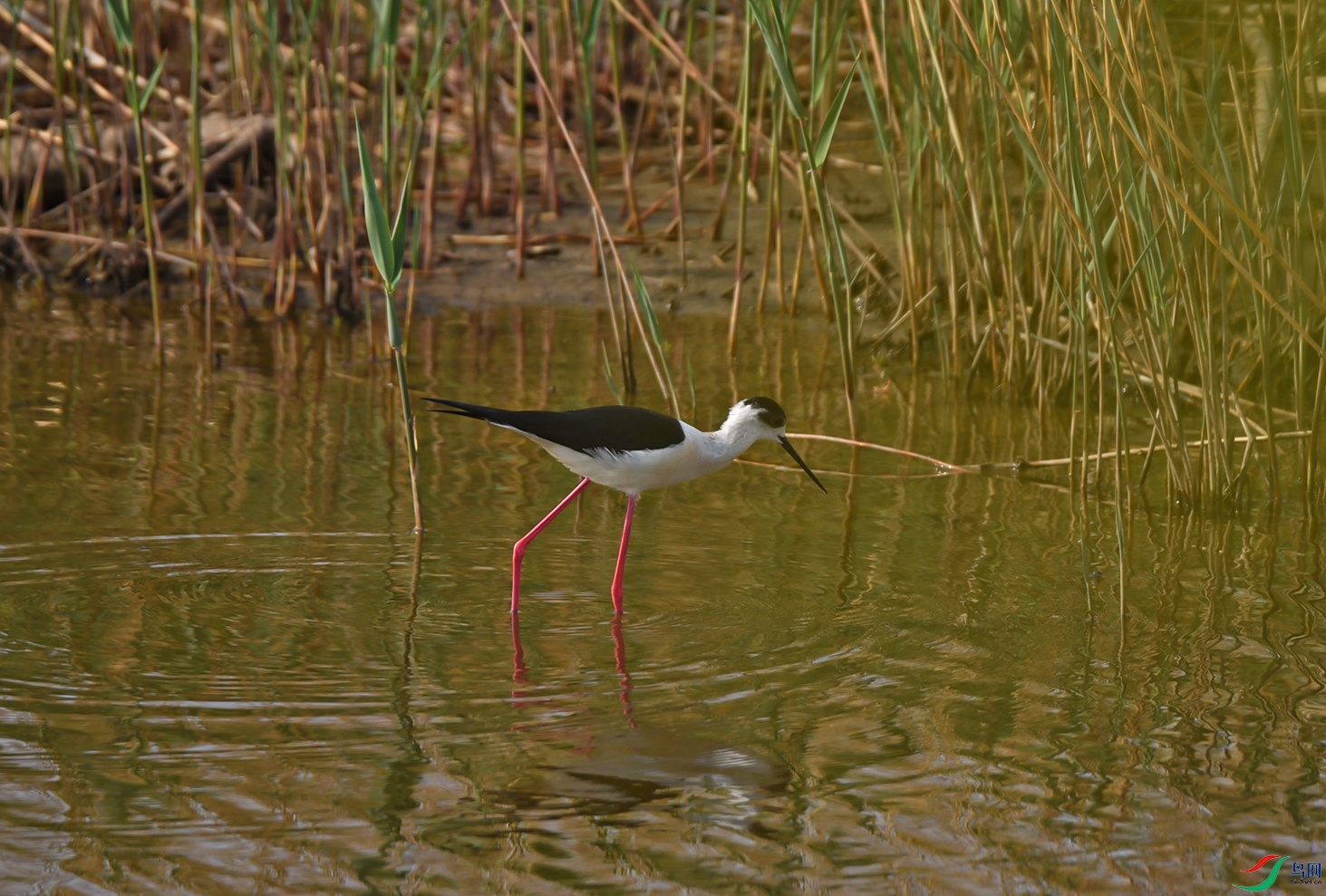 DSC_2601f.jpg