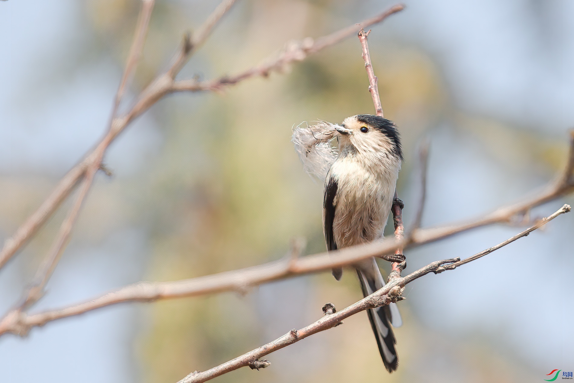 AQ4P8756-1.jpg