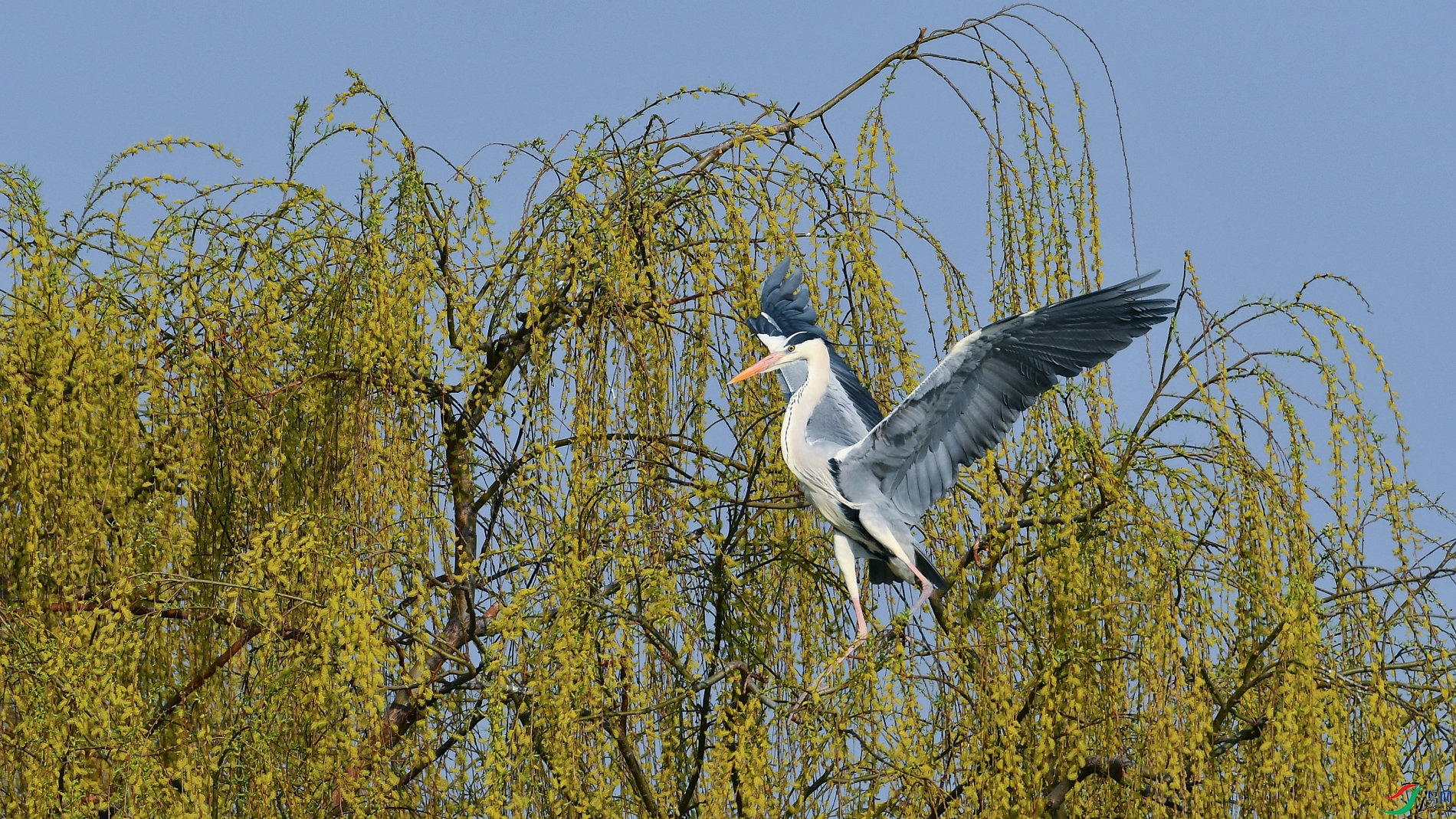 DSC_6243.JPG