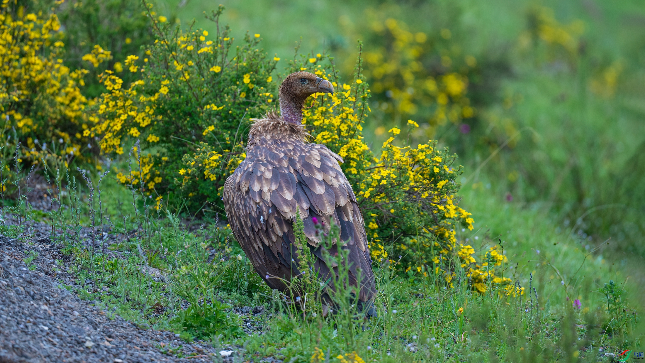 ��ƬDSC_3263 ����.jpg