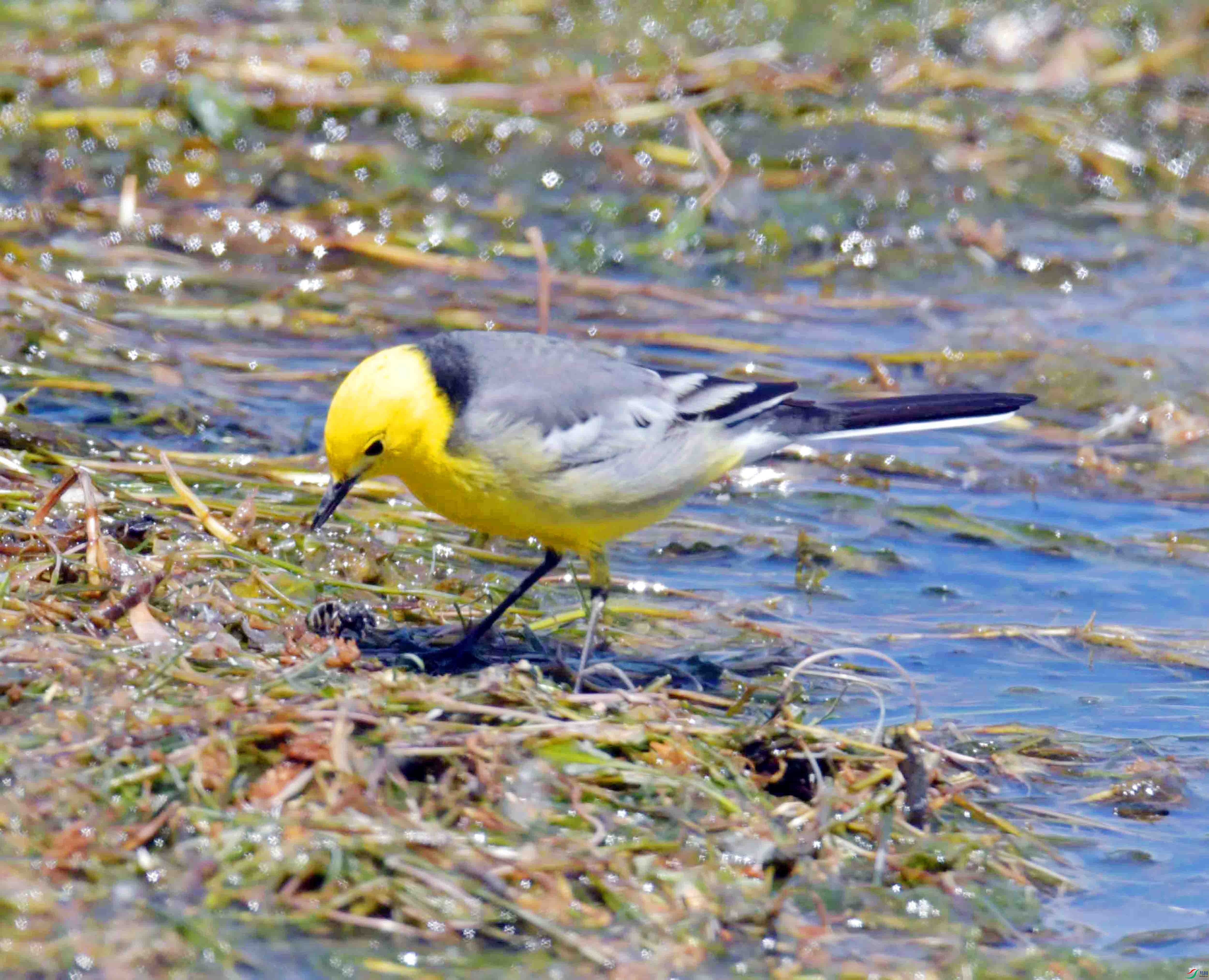 DSC_0442.JPG