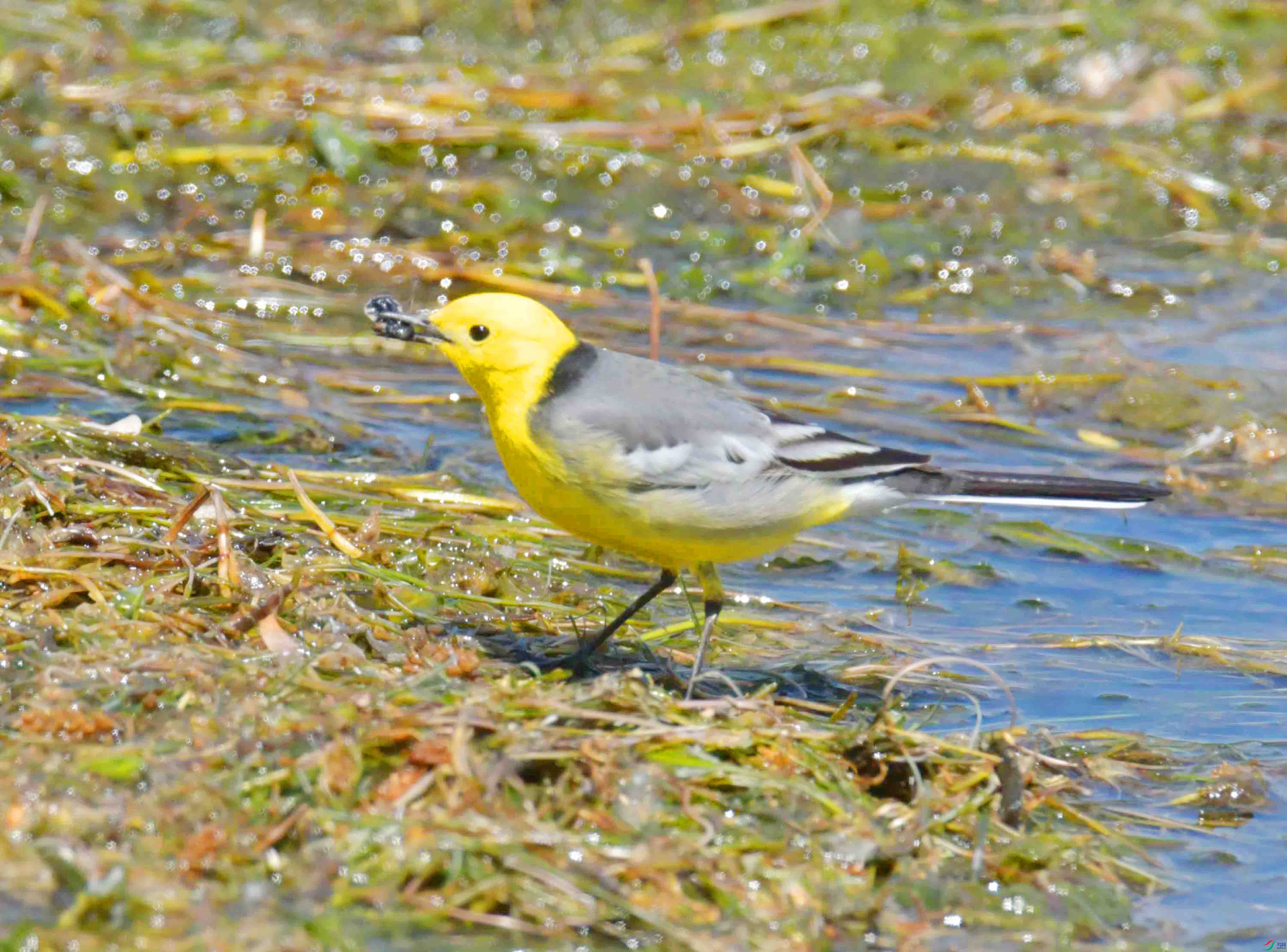 DSC_0452.JPG