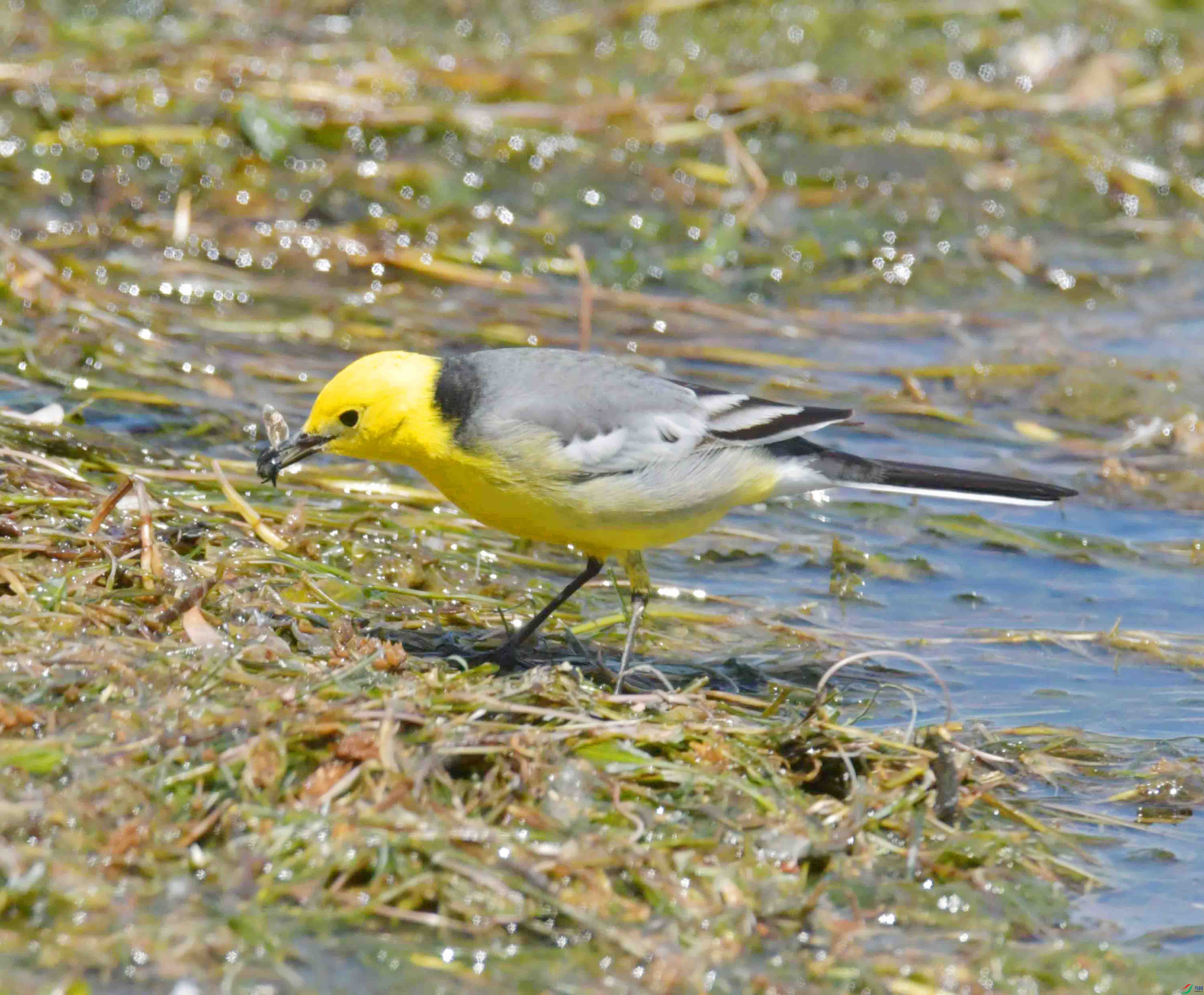 DSC_0451.JPG