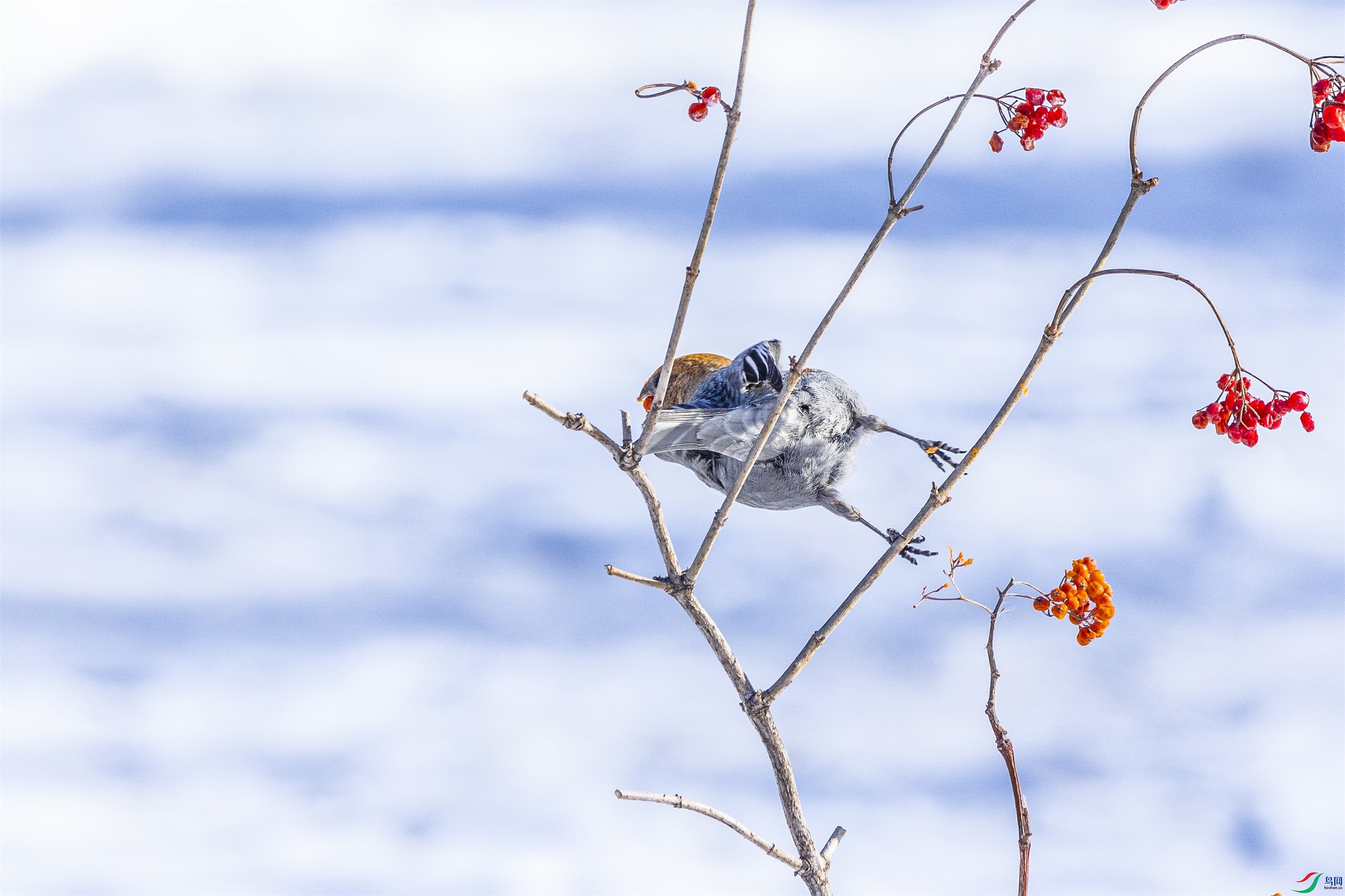 1K3A9294 ����1.jpg