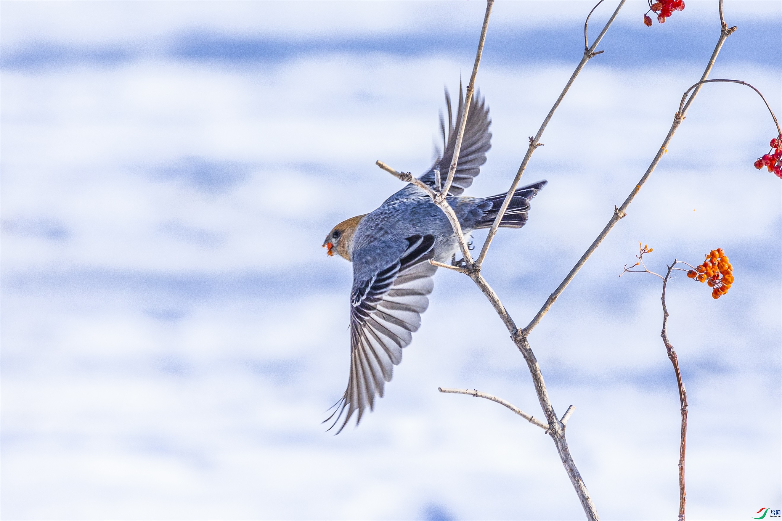 1K3A9296 ����1.jpg