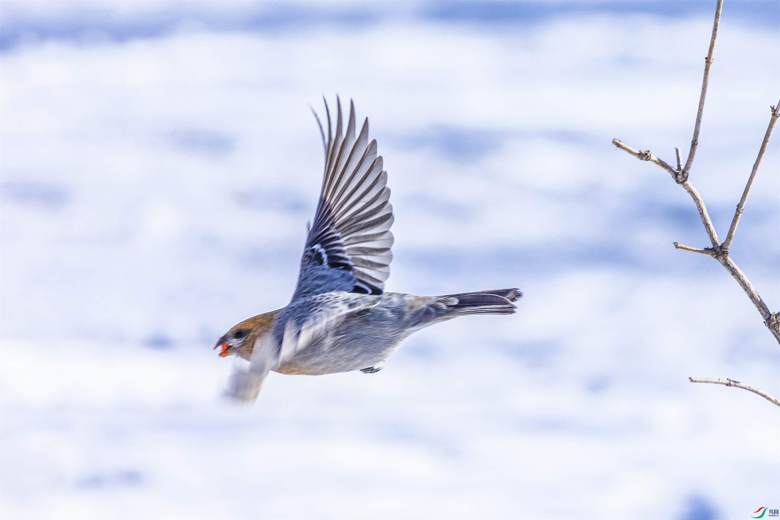 1K3A9298 ����1.jpg