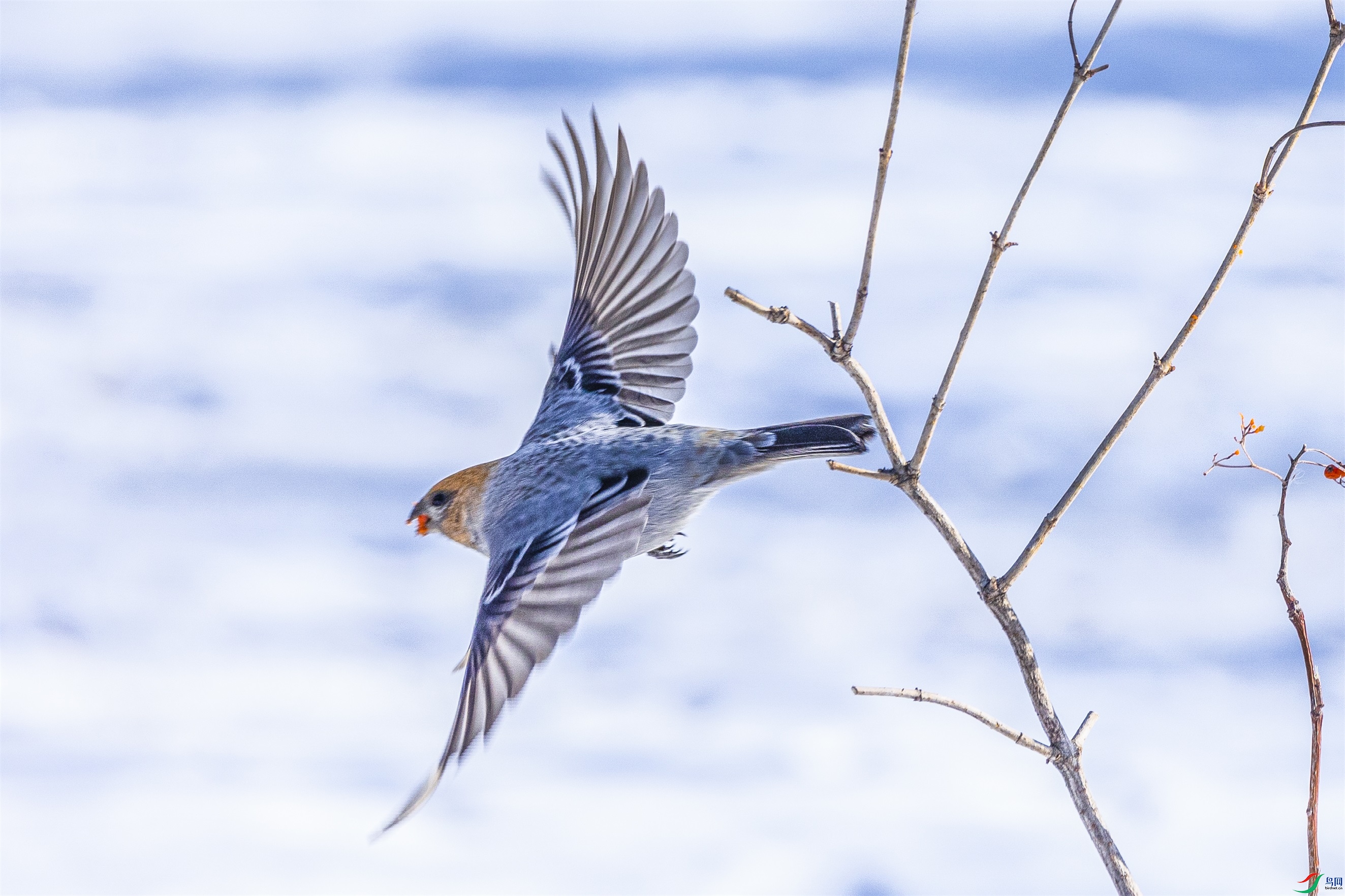 1K3A9297 ����1.jpg