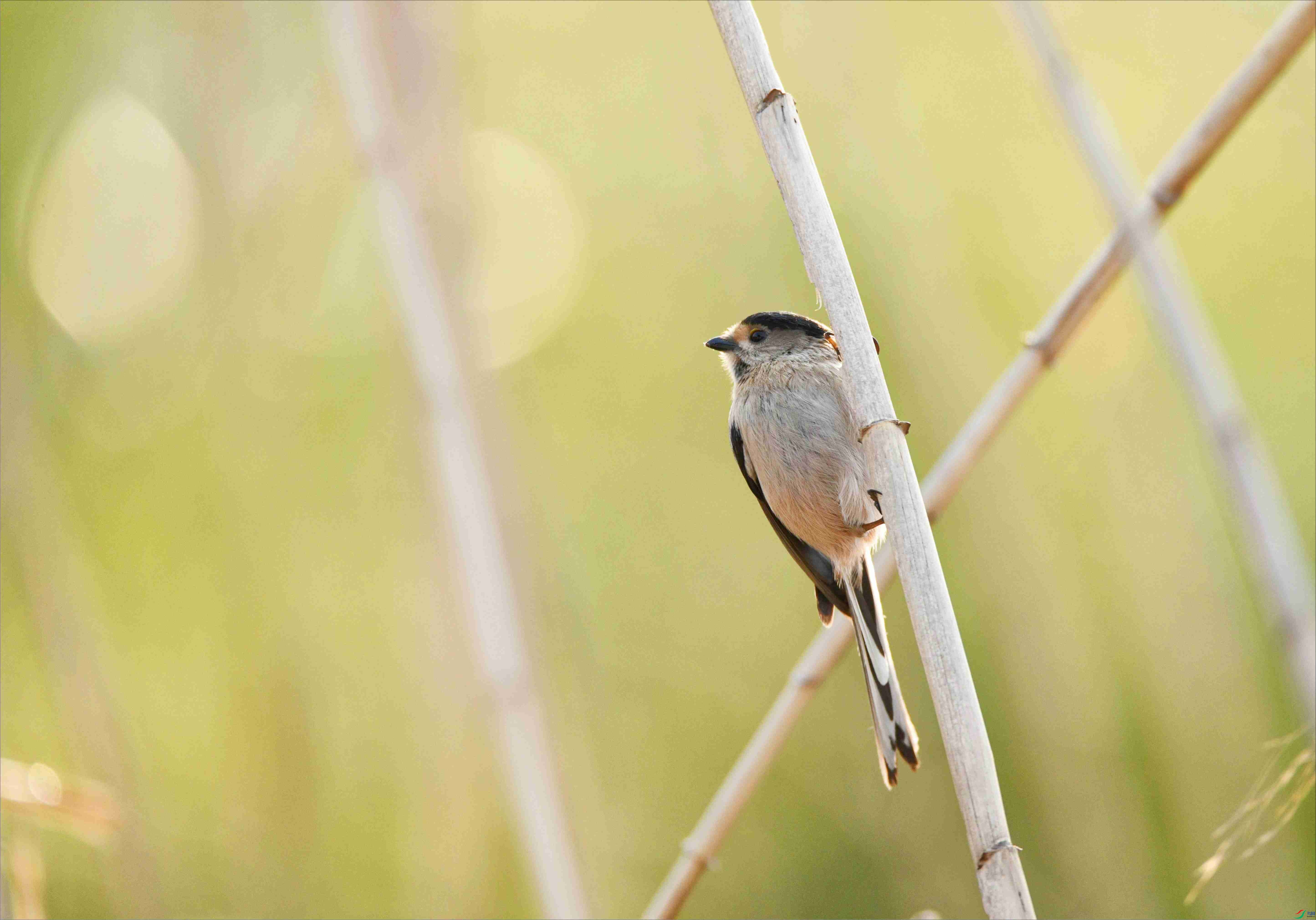 ������βɽȸ