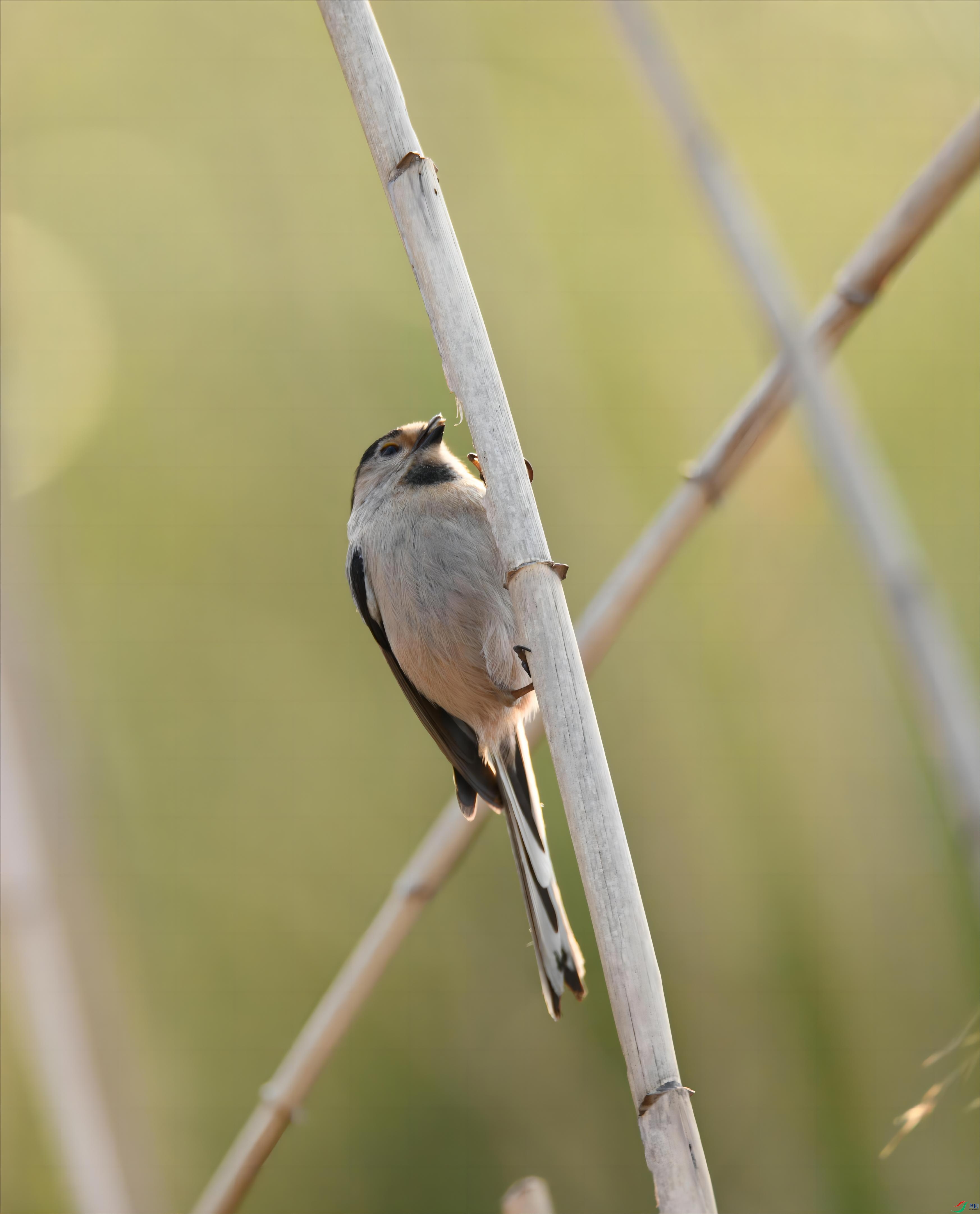 ������βɽȸ