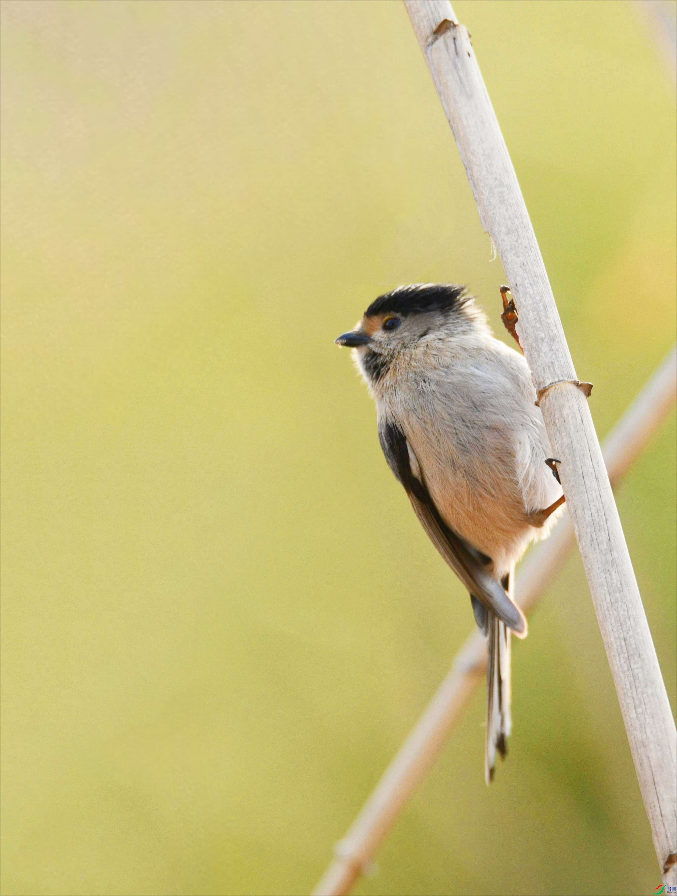 ������βɽȸ