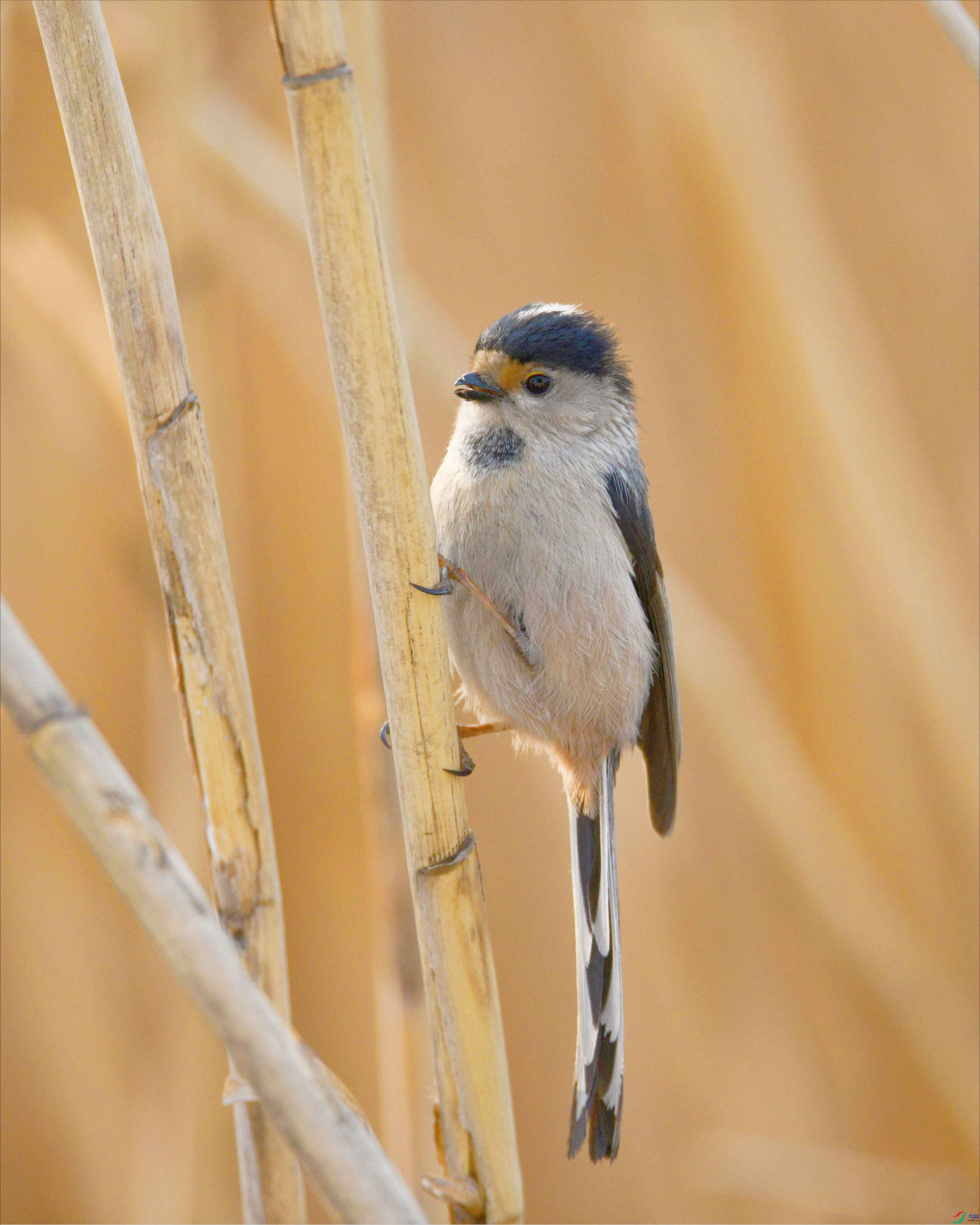 ������βɽȸ