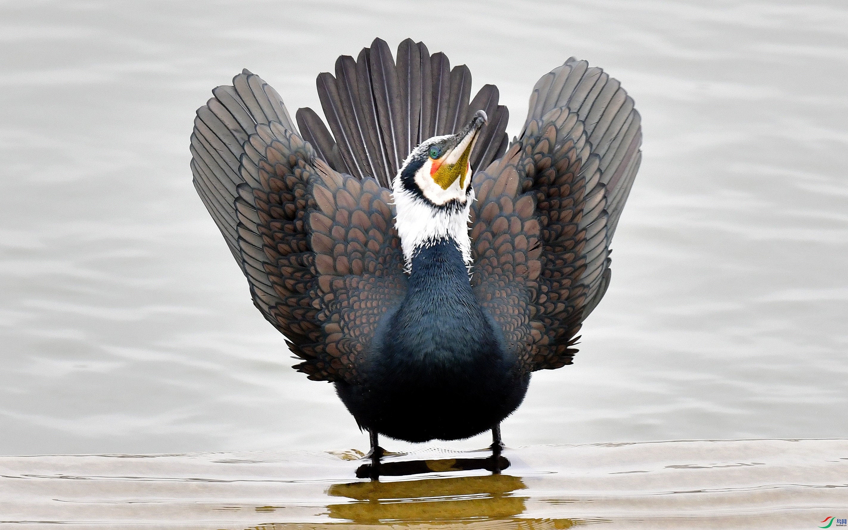 DSC_6222_conew2.jpg