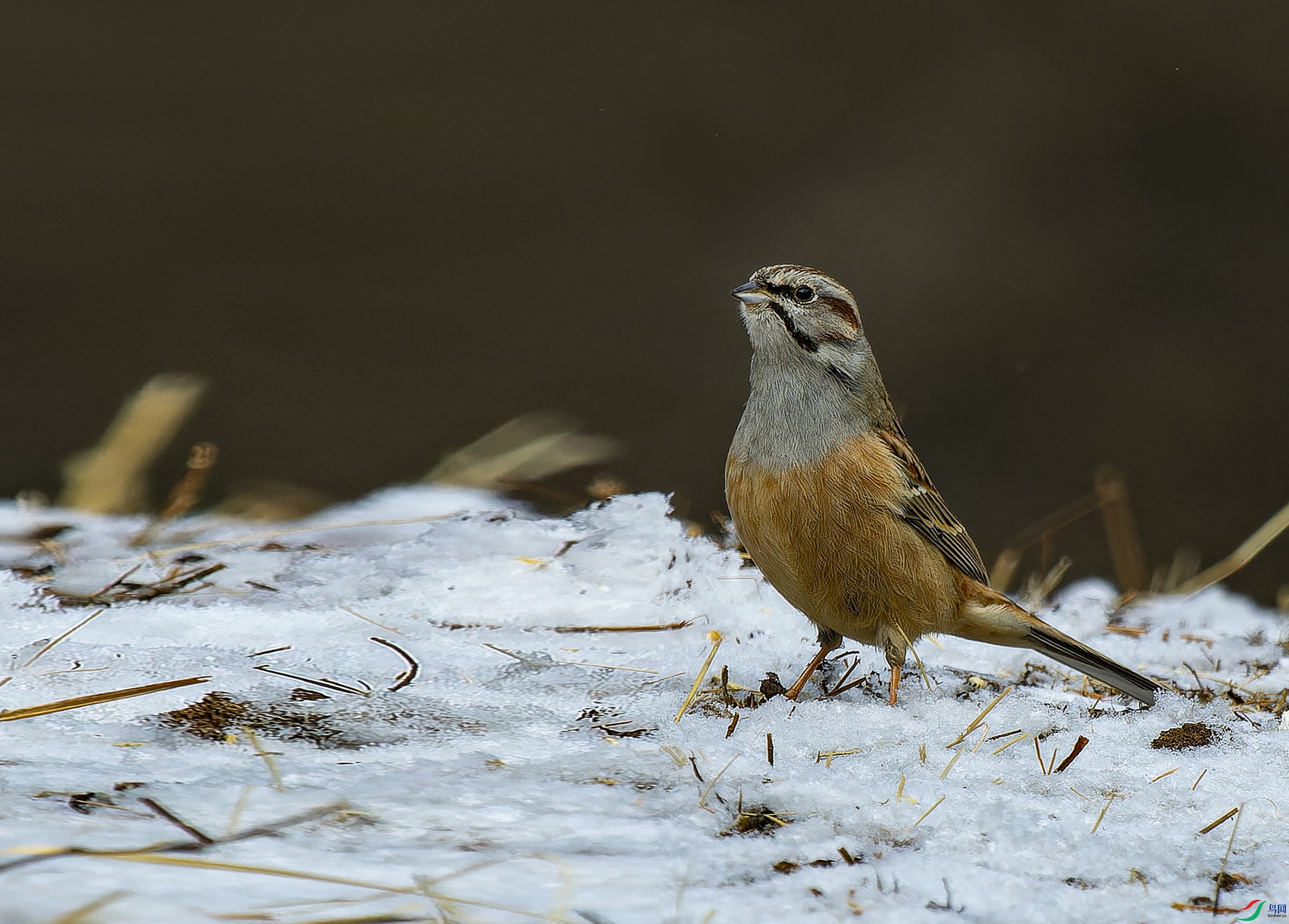 �������c -3-1.jpg