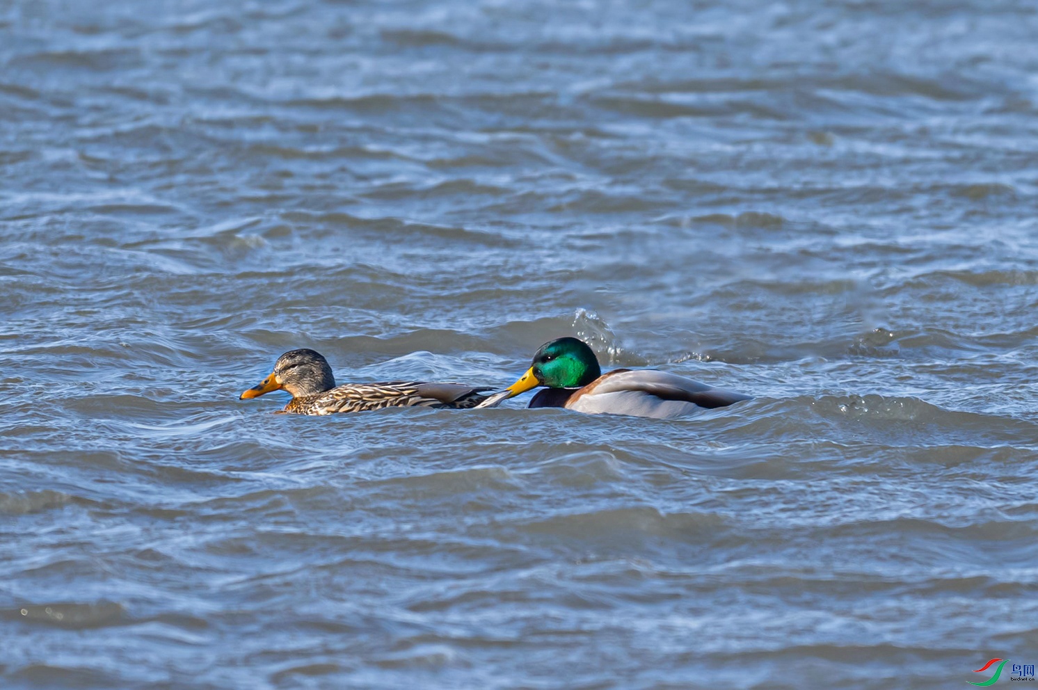 _DSC5598f.jpg