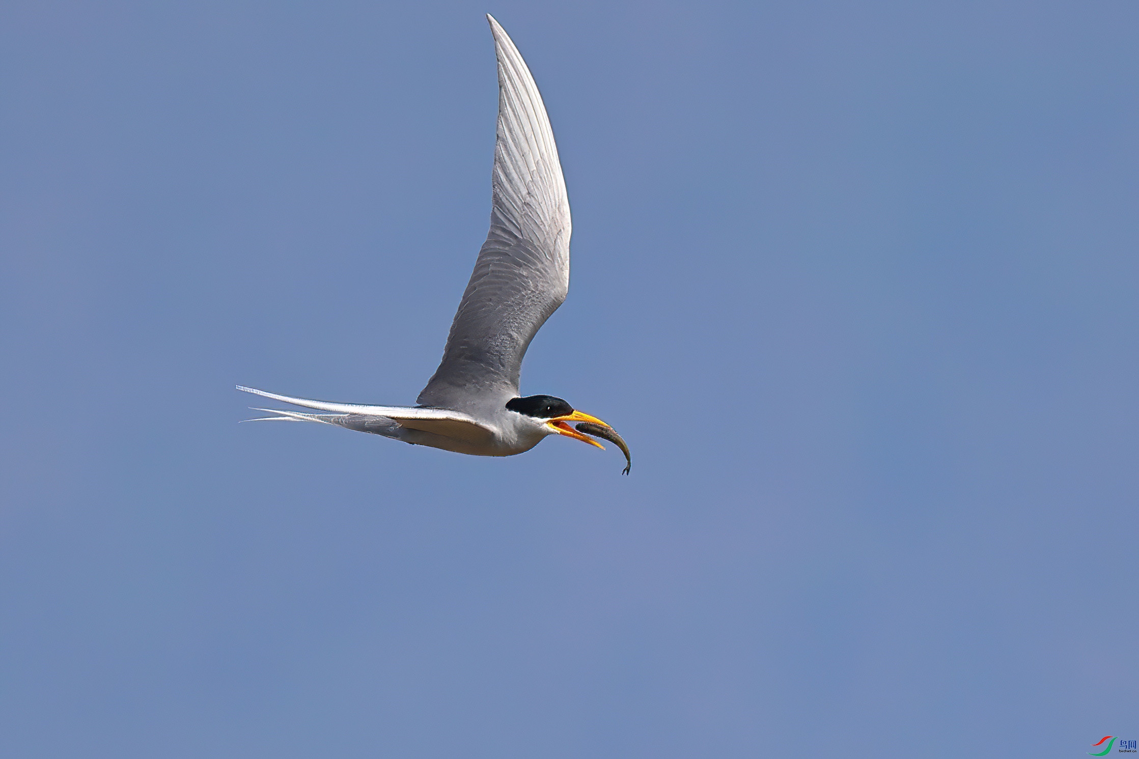 ���г���