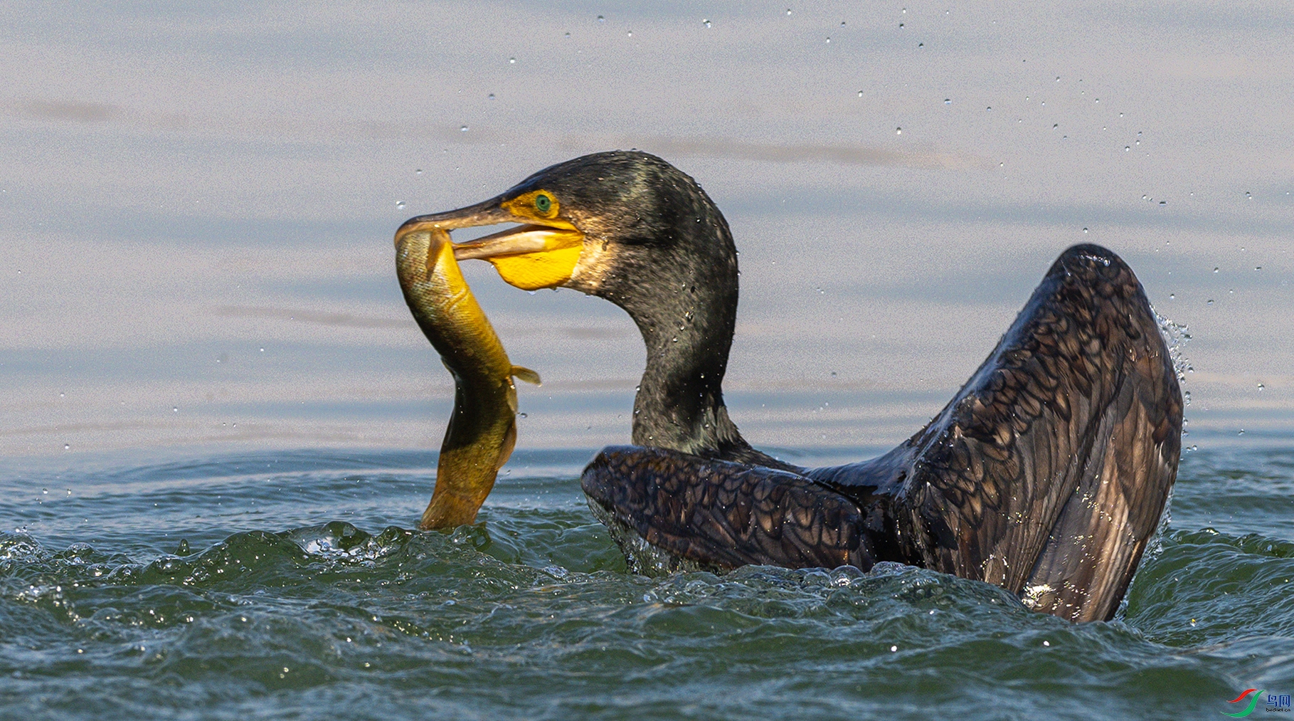 1833 ����.jpg