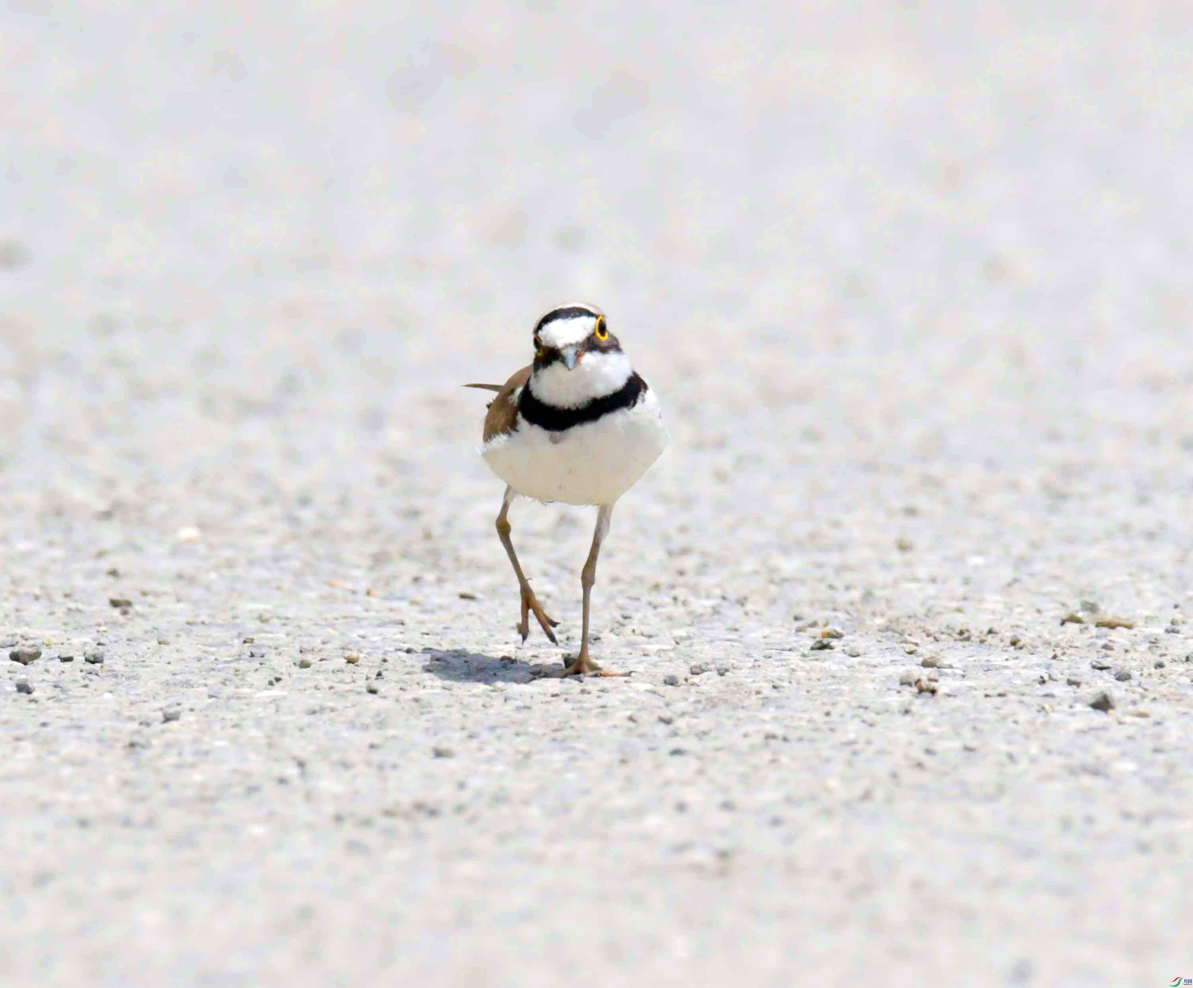 DSC_2976.JPG
