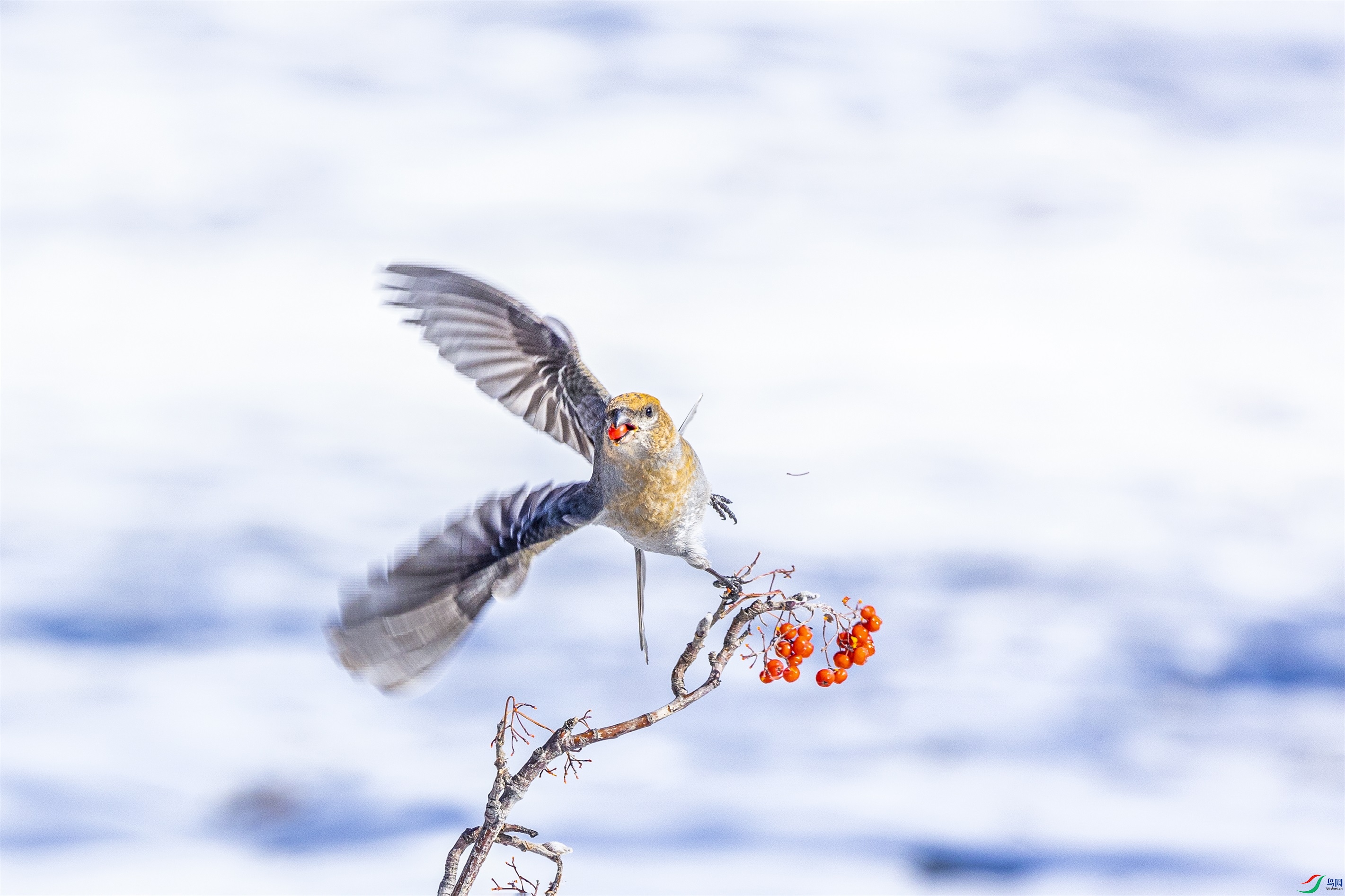 1K3A4136 ����1.jpg