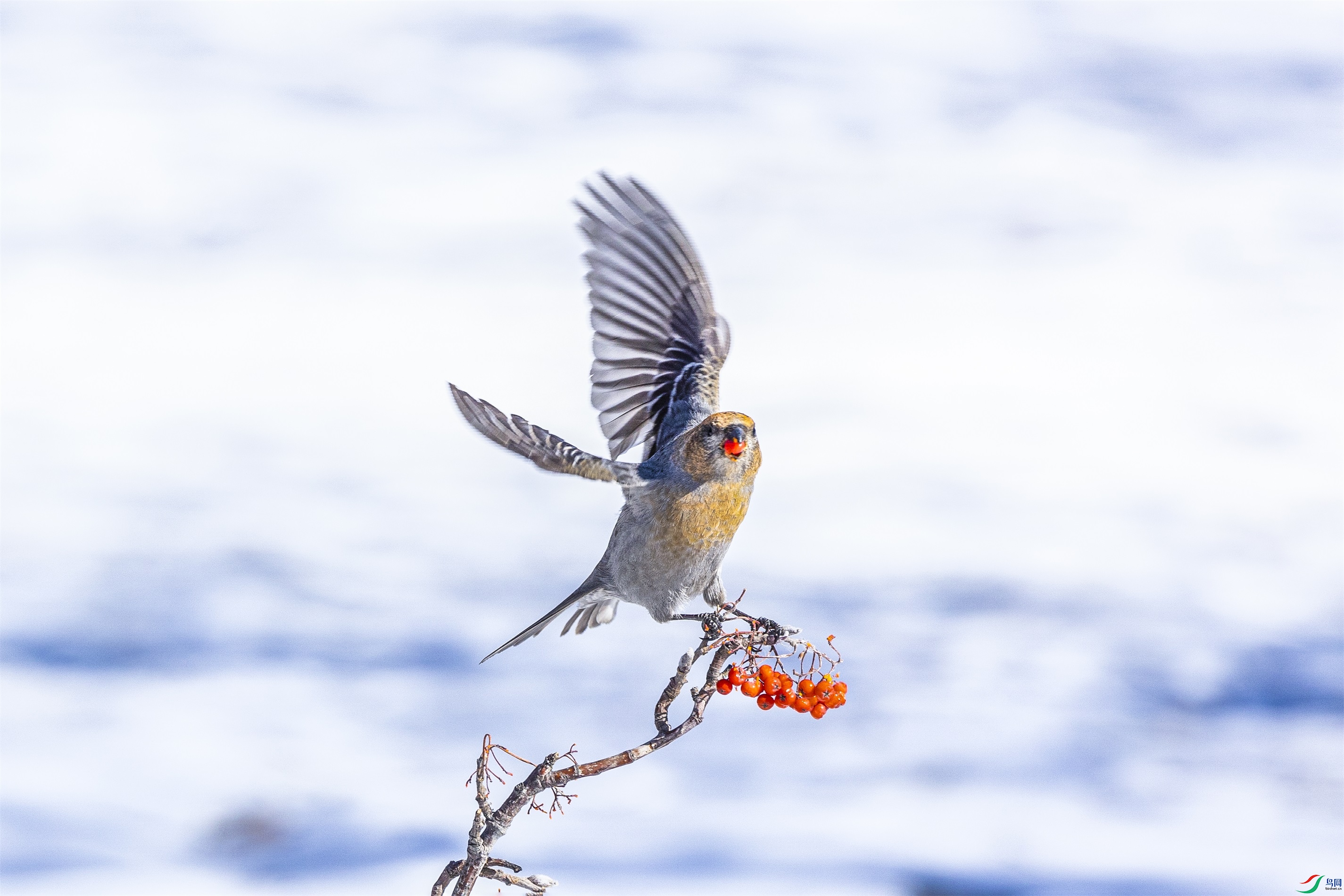 1K3A4135 ����1.jpg