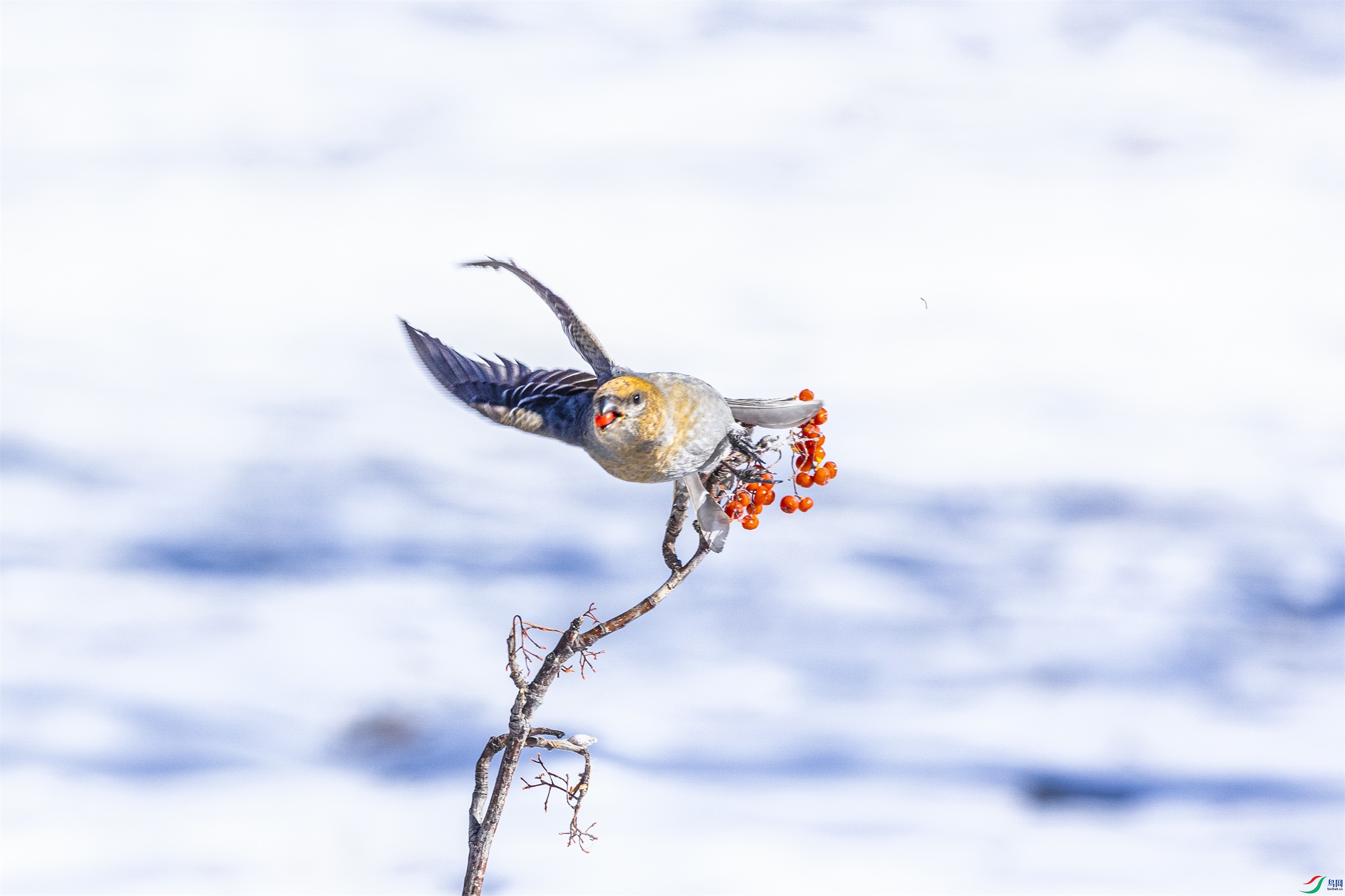 1K3A4137 ����1.jpg