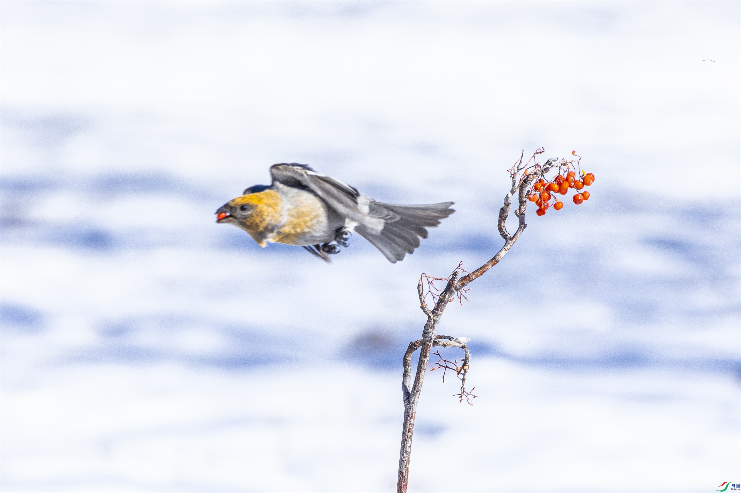 1K3A4139 ����1.jpg