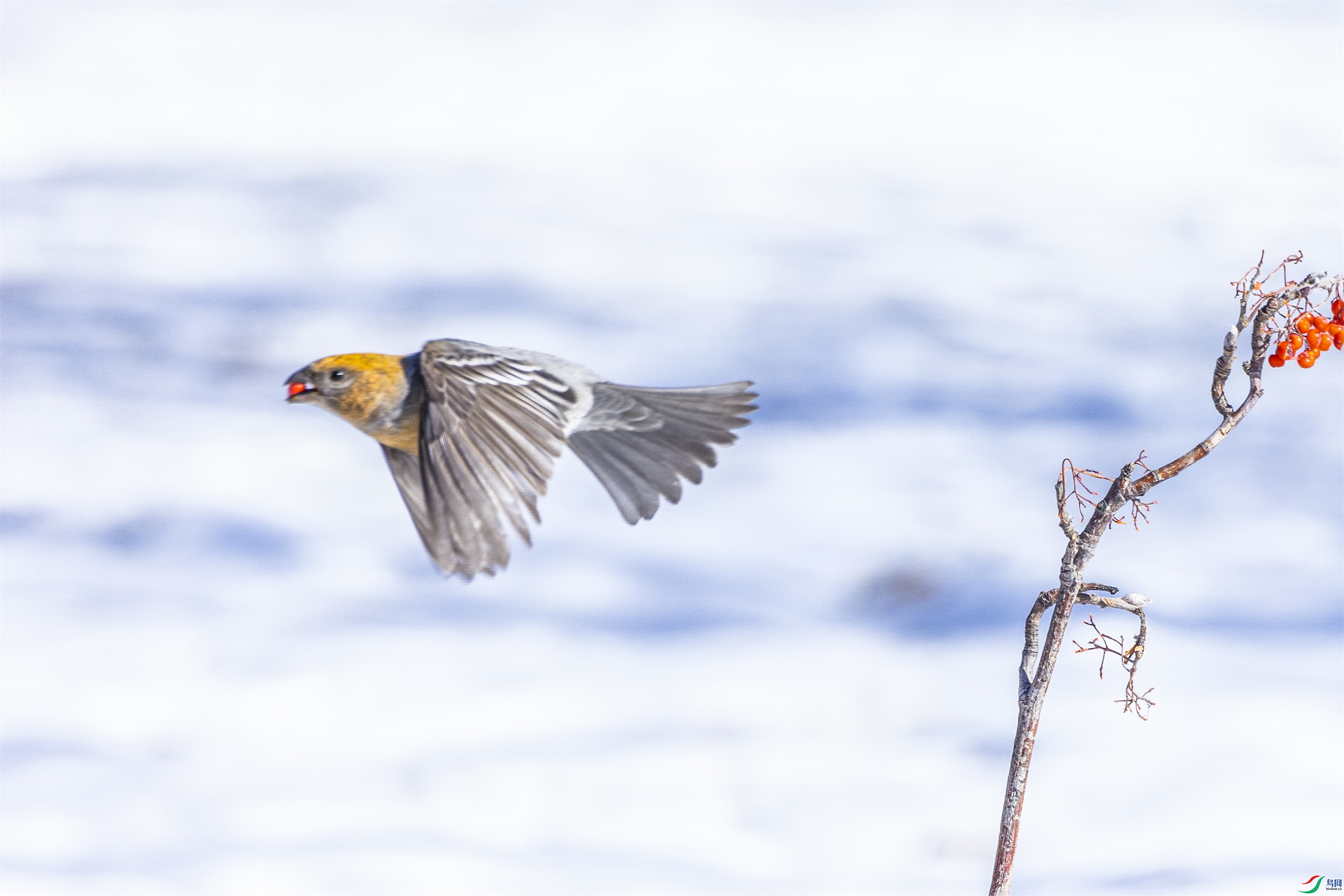 1K3A4140 ����1.jpg