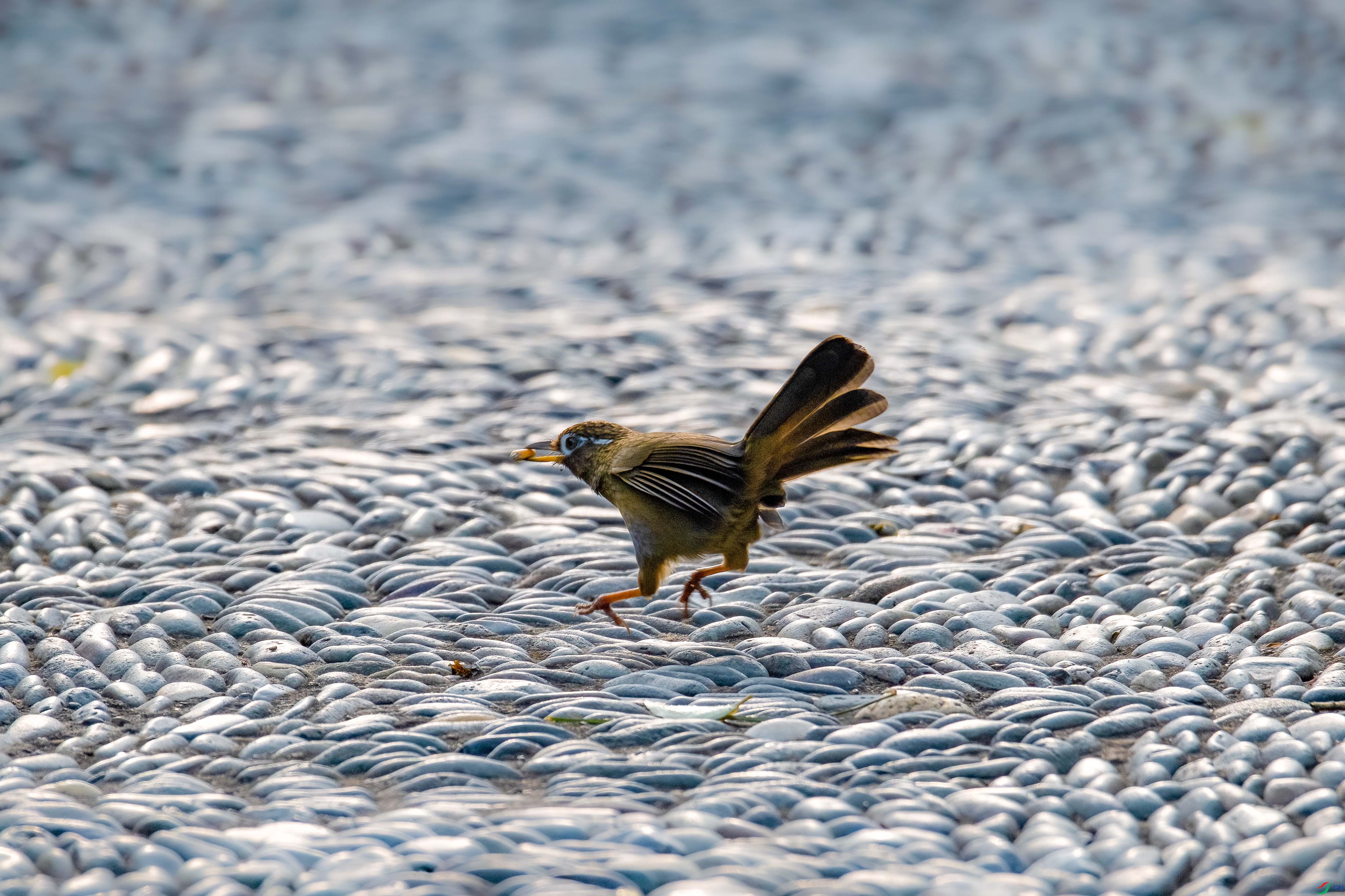 DSC_4813.jpg