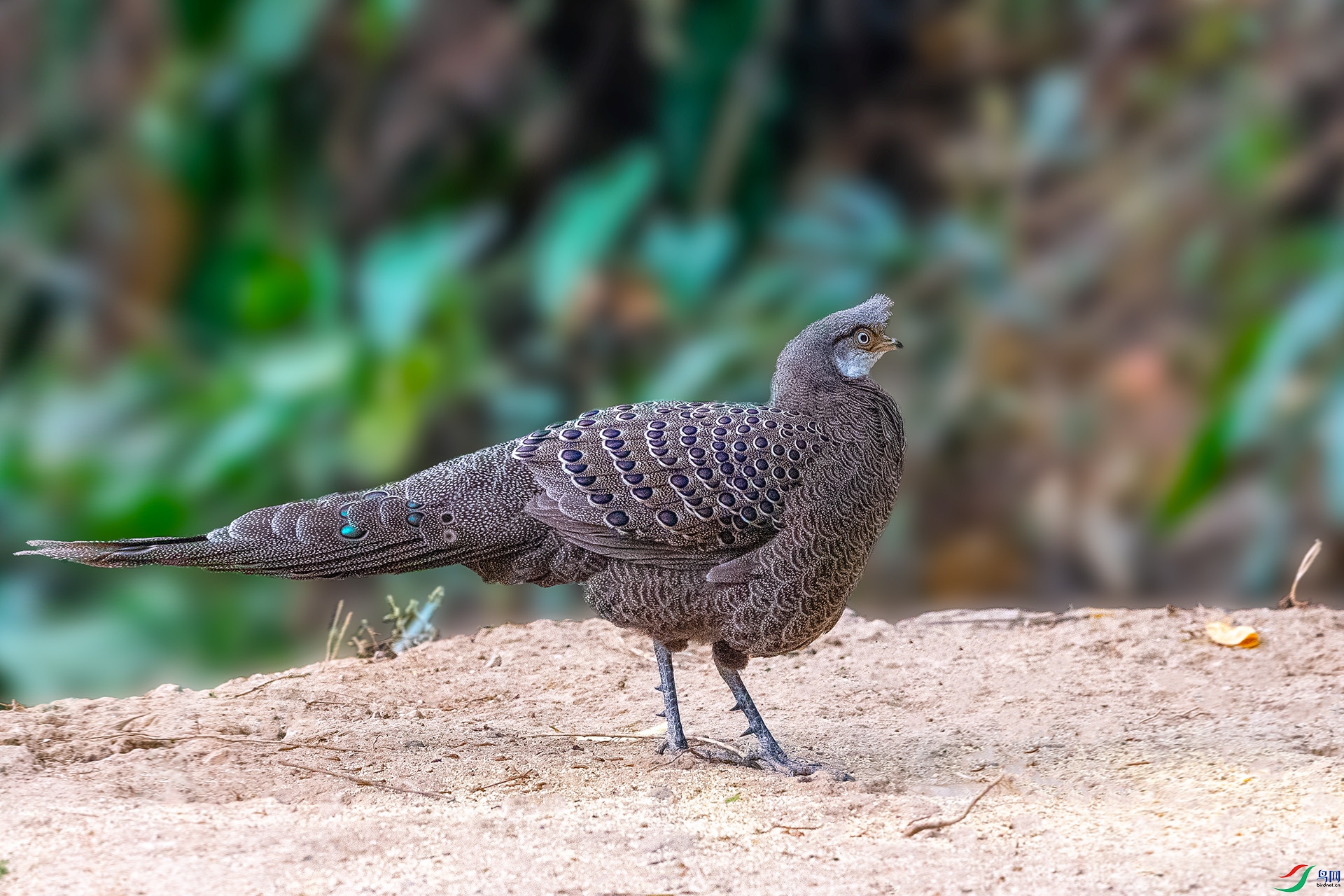 DSC_3258.jpg