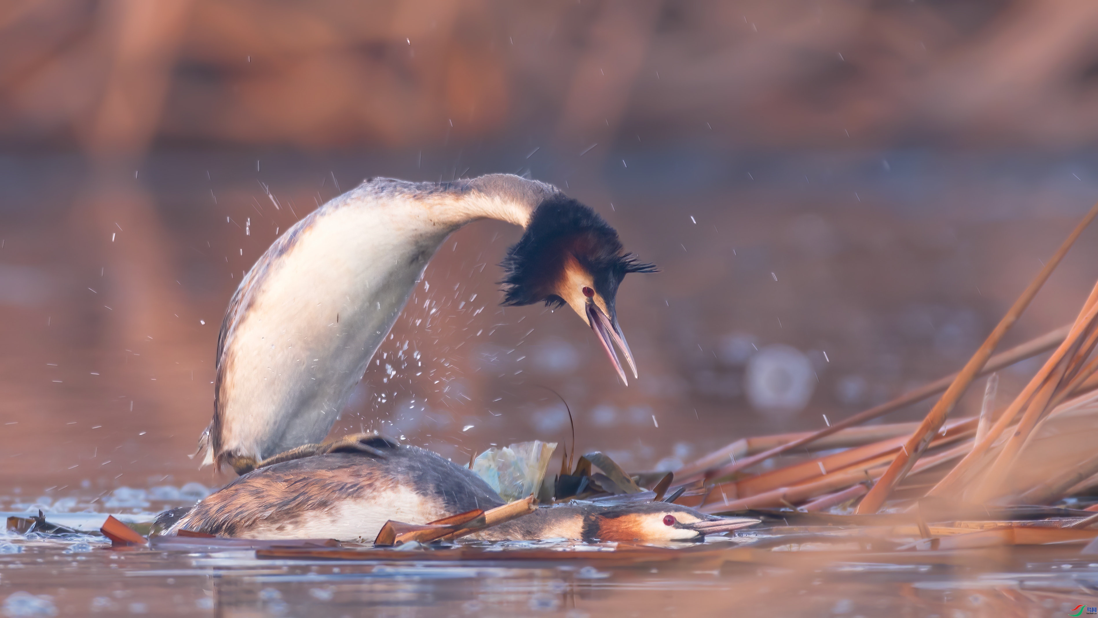 ������ ���� �Ű� �ܶ�.jpg