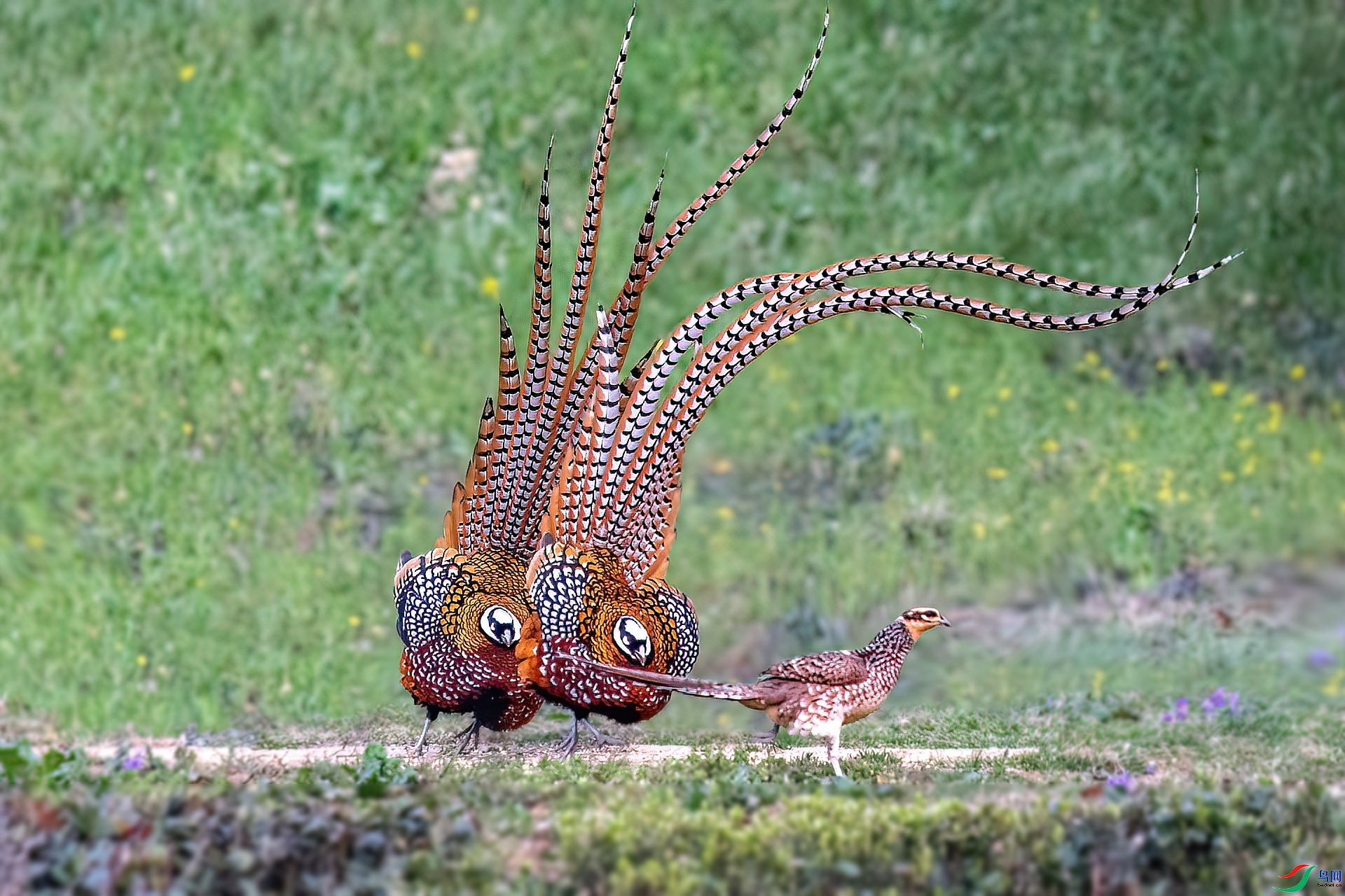 �׹ڳ�β��ʾ�� ���� ��ѧ�� ����.jpg