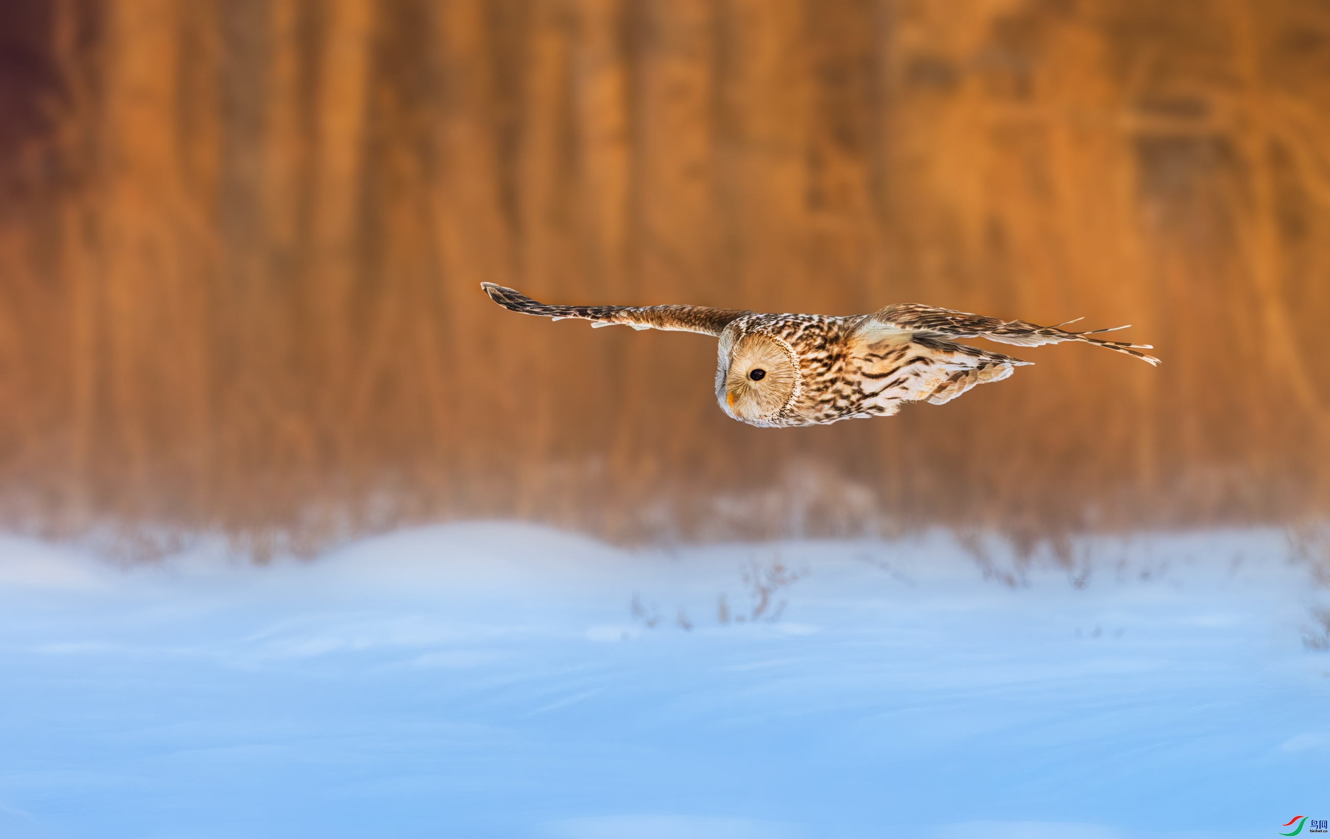 ��β���^ ���� 춼ͷ�  ����.jpeg