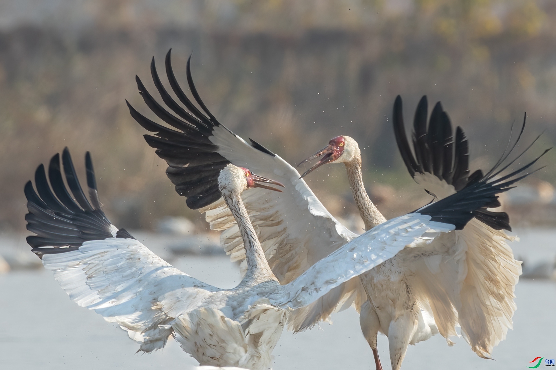 ����ĺ׶�  ���� ����.jpg