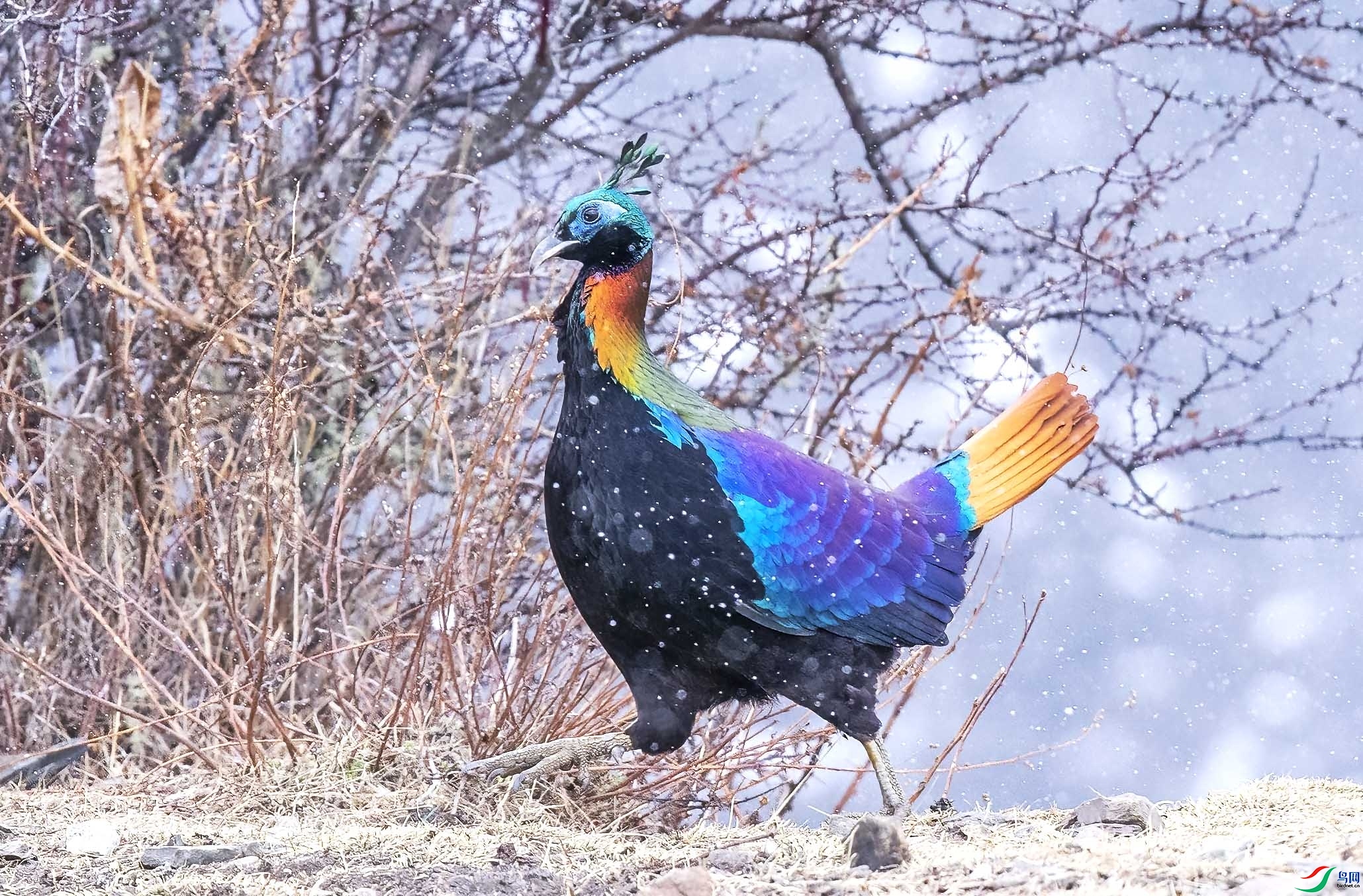 ֺ������  ���� ����.jpg