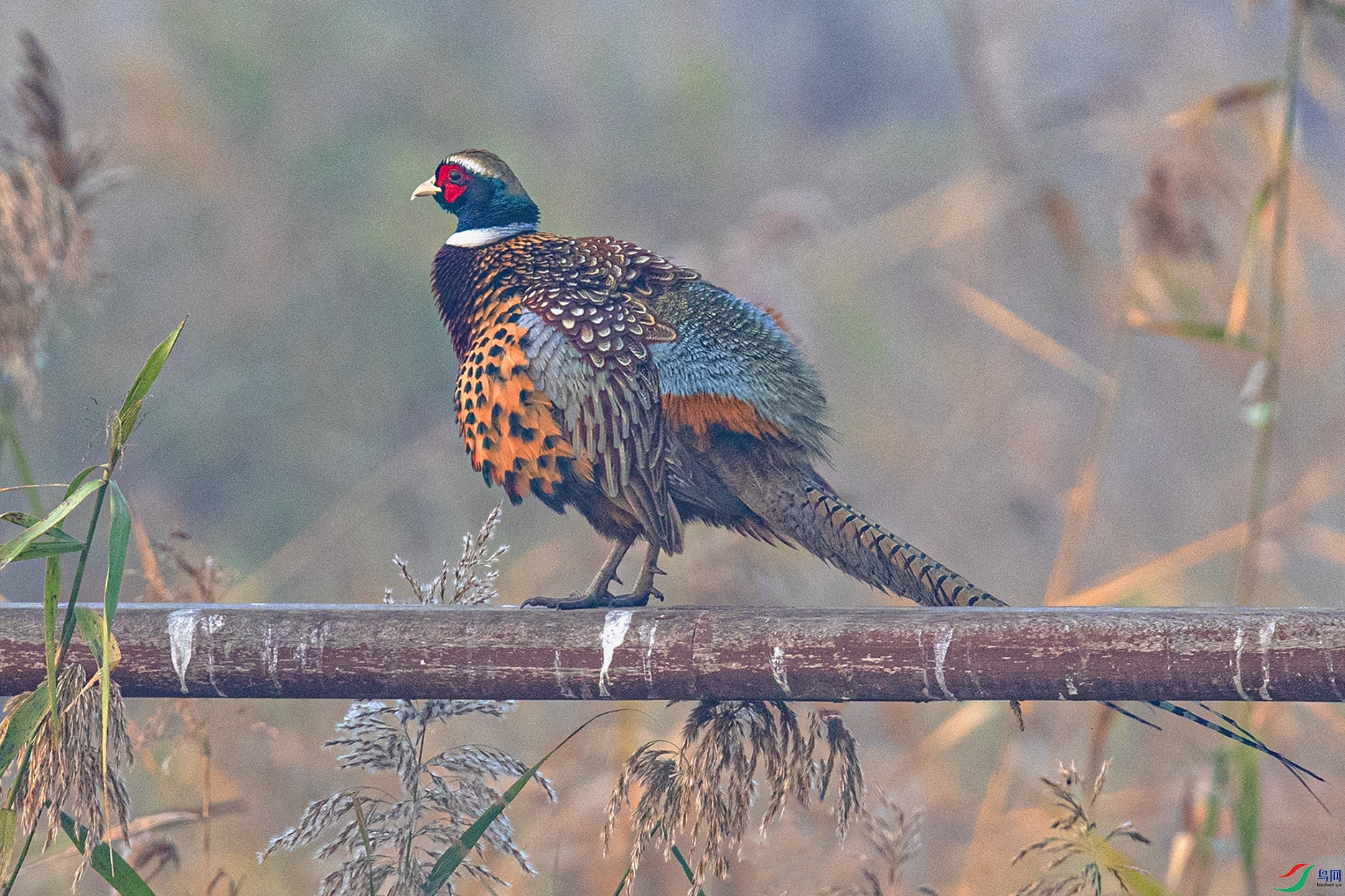 _90I7722 ����.jpg