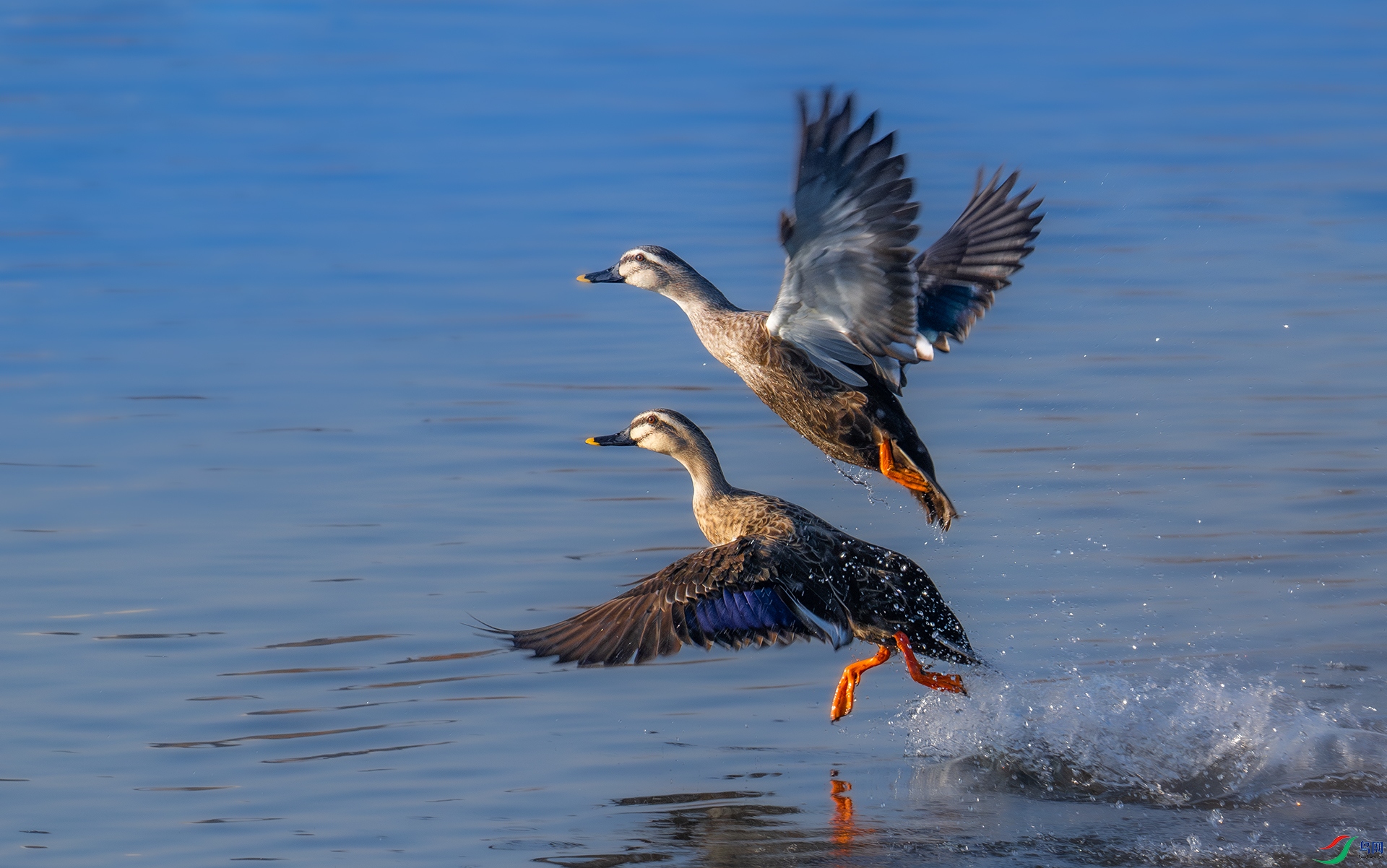 ����DSC_3436.jpg